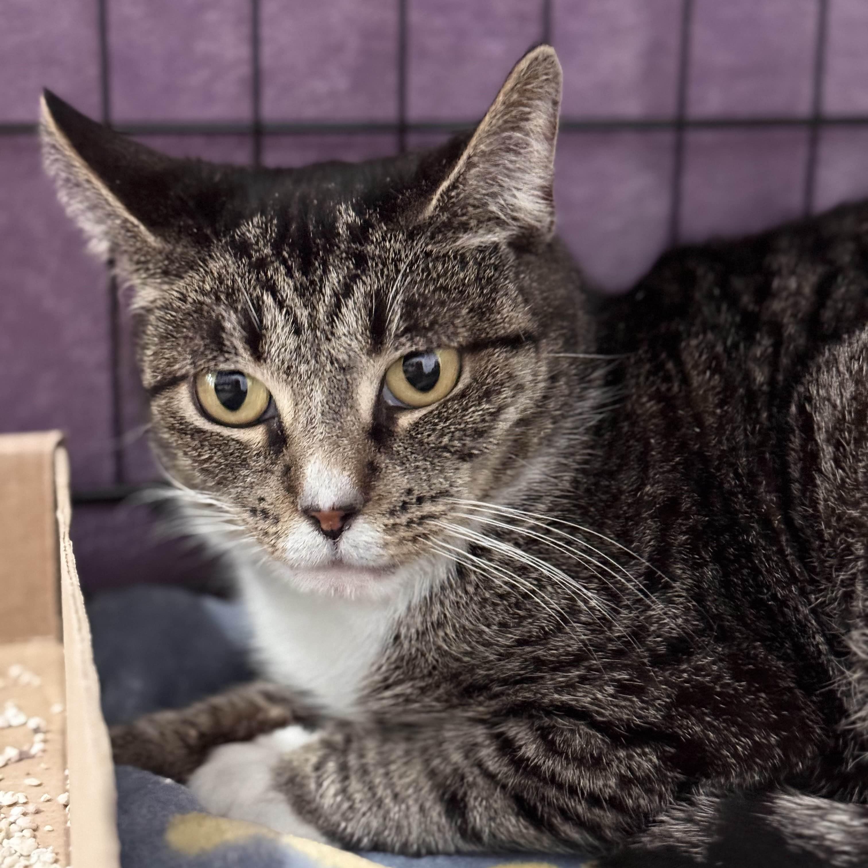 Enlarge Lory, a Adoptable Domestic Short Hair in Weehawken, NJ image 6/6