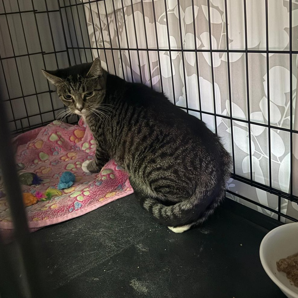 Enlarge Lory, a Adoptable Domestic Short Hair in Weehawken, NJ image 4/6