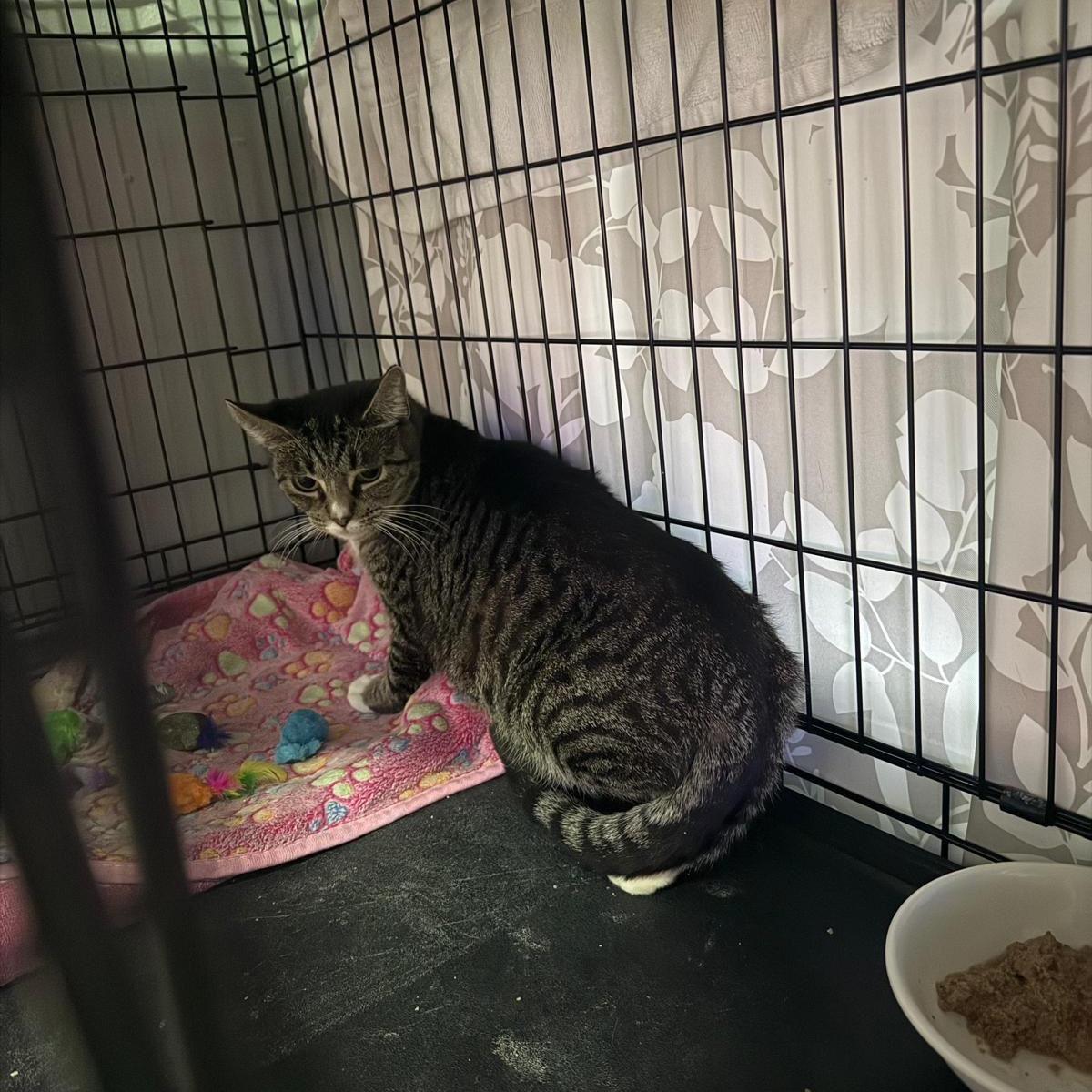 Lory, a Adoptable Domestic Short Hair in Weehawken, NJ image 4/6