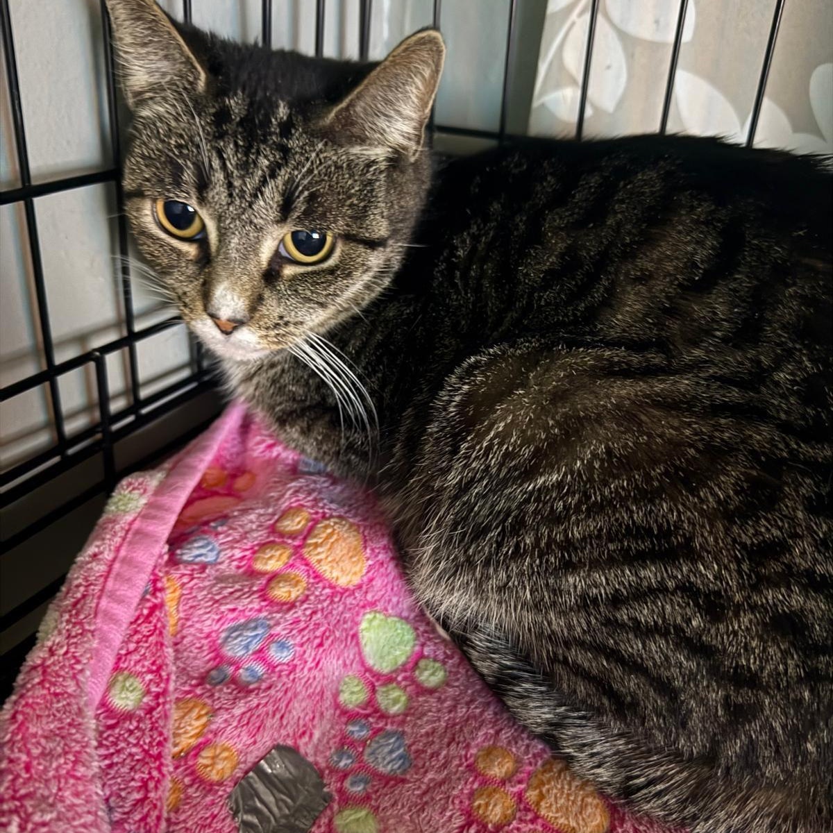 Lory, a Adoptable Domestic Short Hair in Weehawken, NJ image 5/6