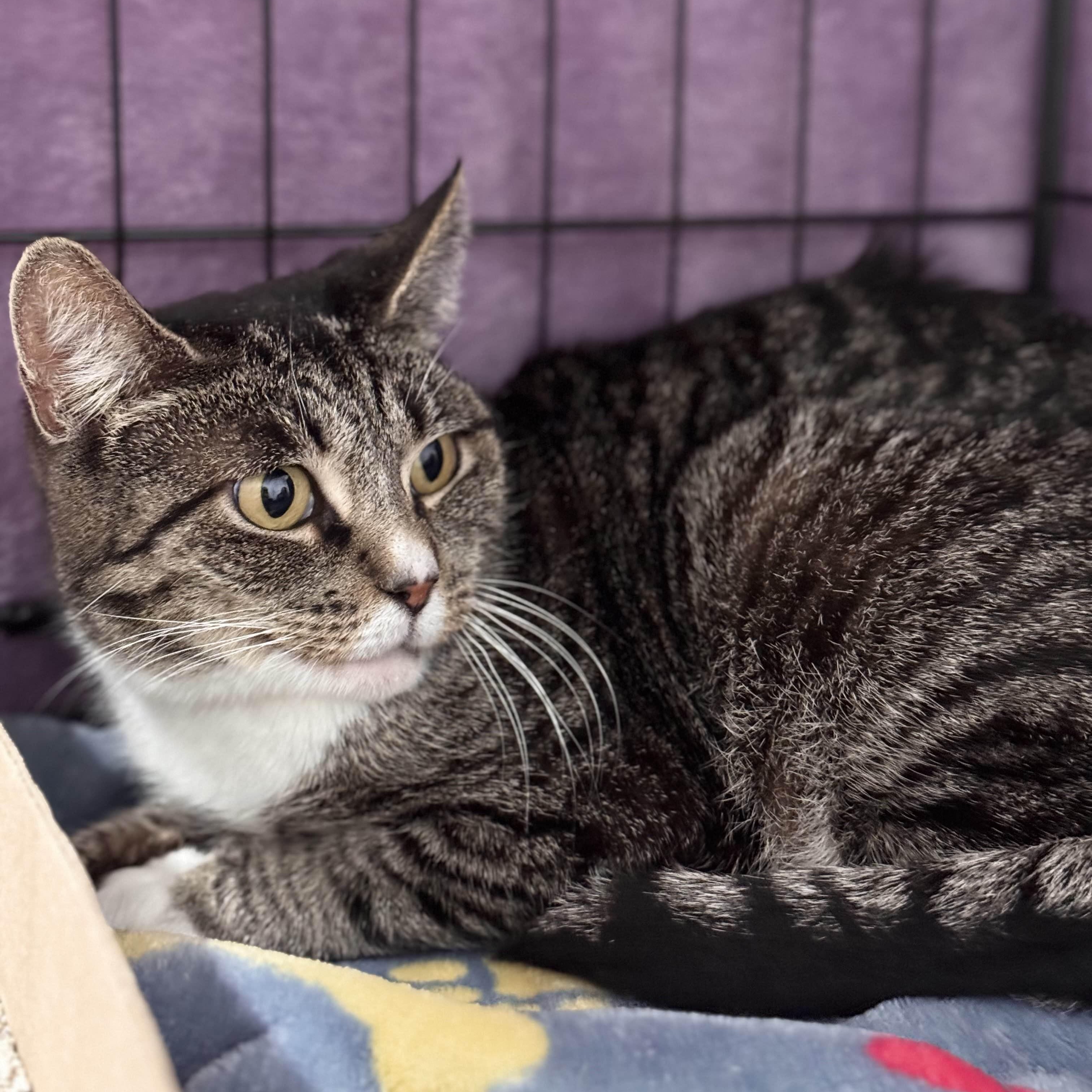 Lory, Adoptable, Young Female Domestic Short Hair.