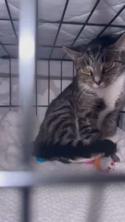Enlarge Lory, a Adoptable Domestic Short Hair in Weehawken, NJ video 6/6