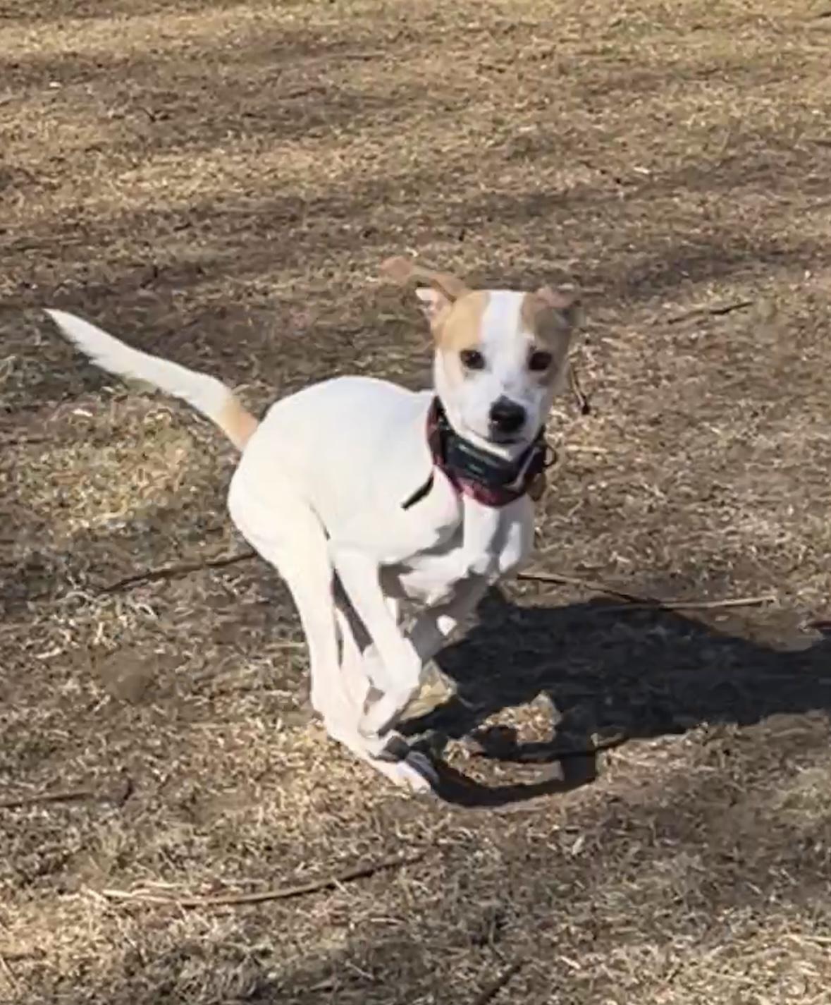 ODIN, Adoptable, Adult Male Hound & Labrador Retriever.