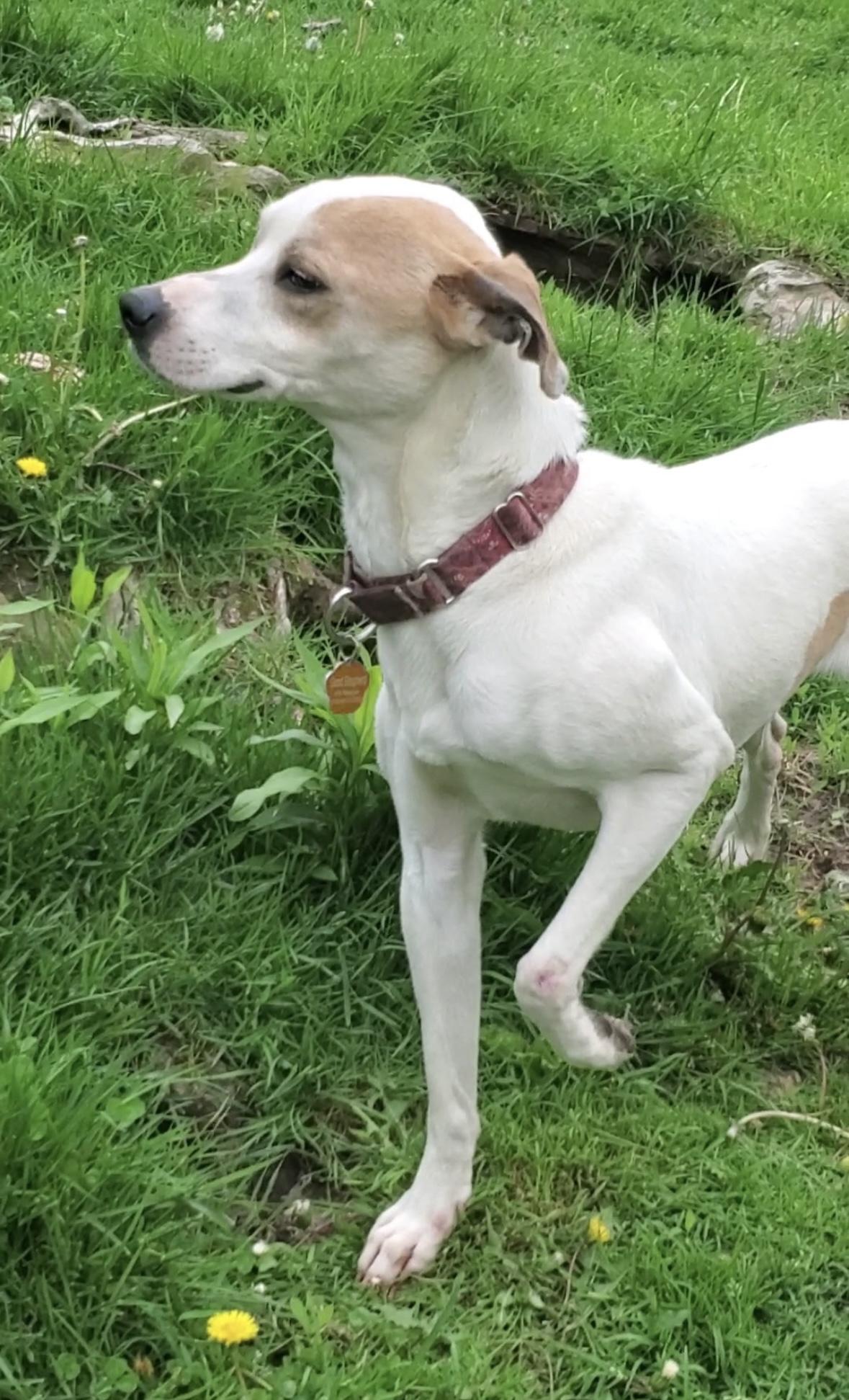 Enlarge ODIN, a Adoptable mixed breed in Latham, NY image 2/4