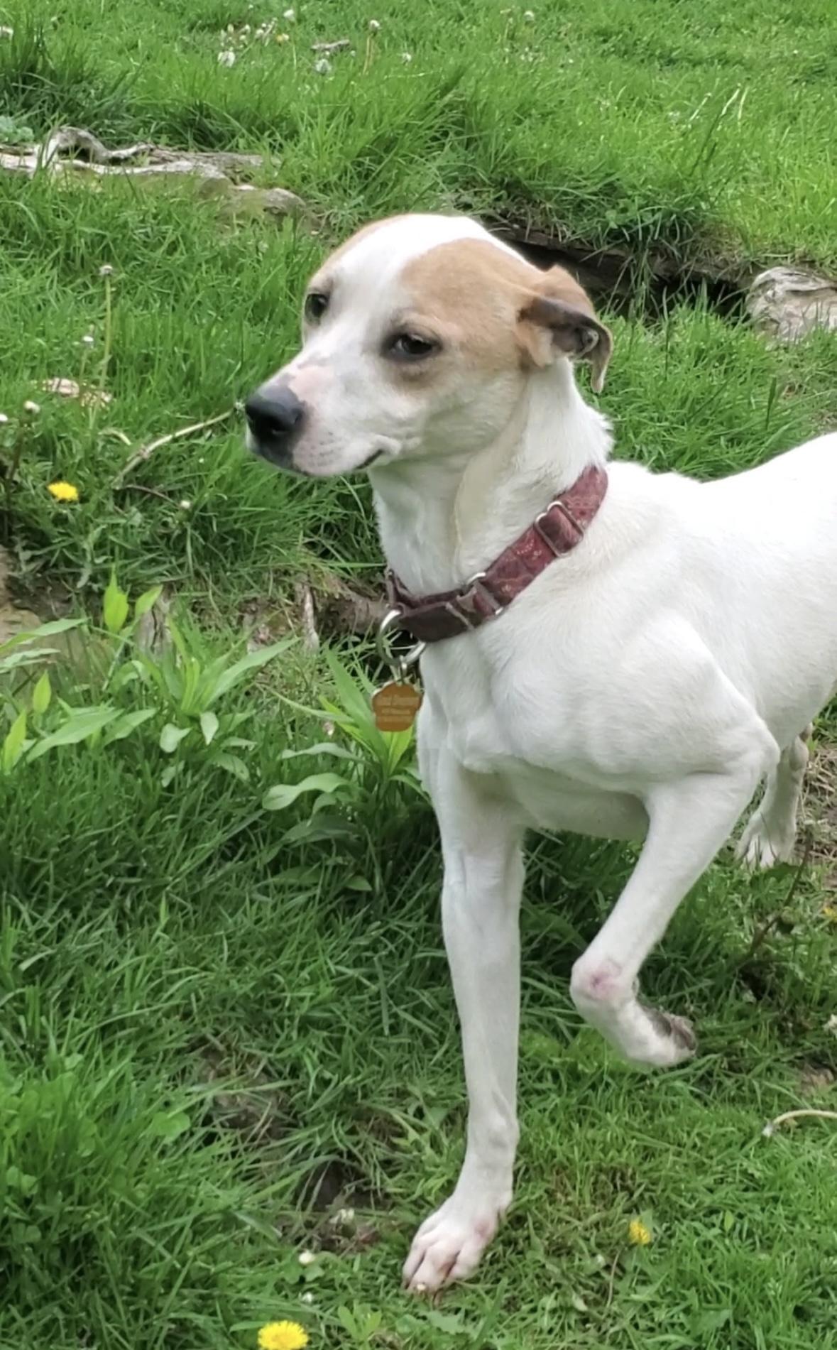 Enlarge ODIN, a Adoptable mixed breed in Latham, NY image 3/4