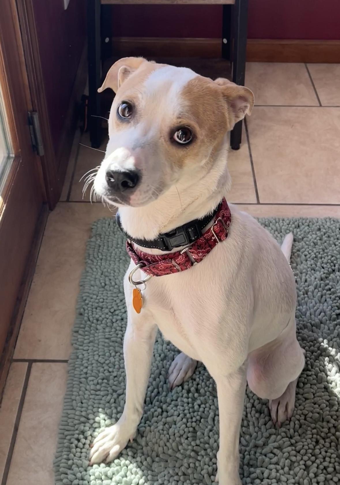 Enlarge ODIN, a Adoptable mixed breed in Latham, NY image 4/4