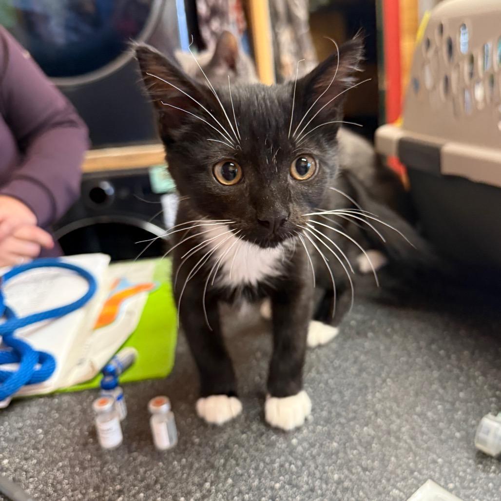 Darryl, Adoptable, Kitten Male Domestic Short Hair.