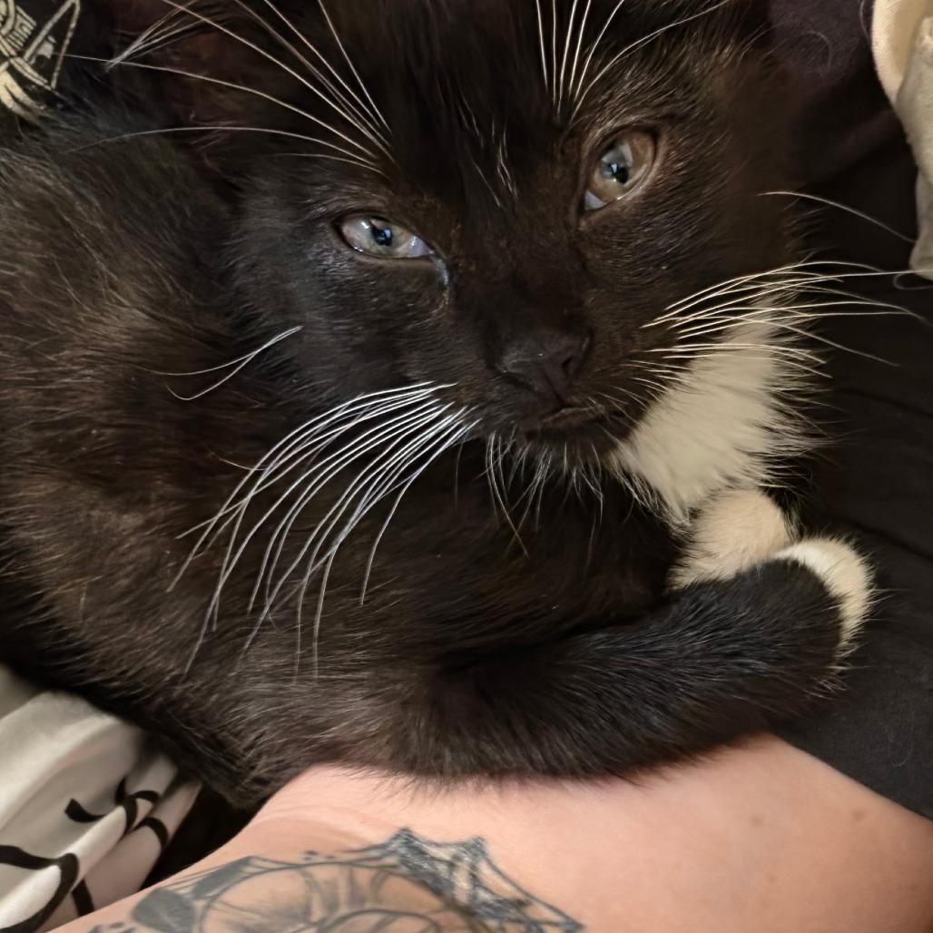 Enlarge Darryl, a Adoptable Domestic Short Hair in Meadow Lake, SK image 2/2