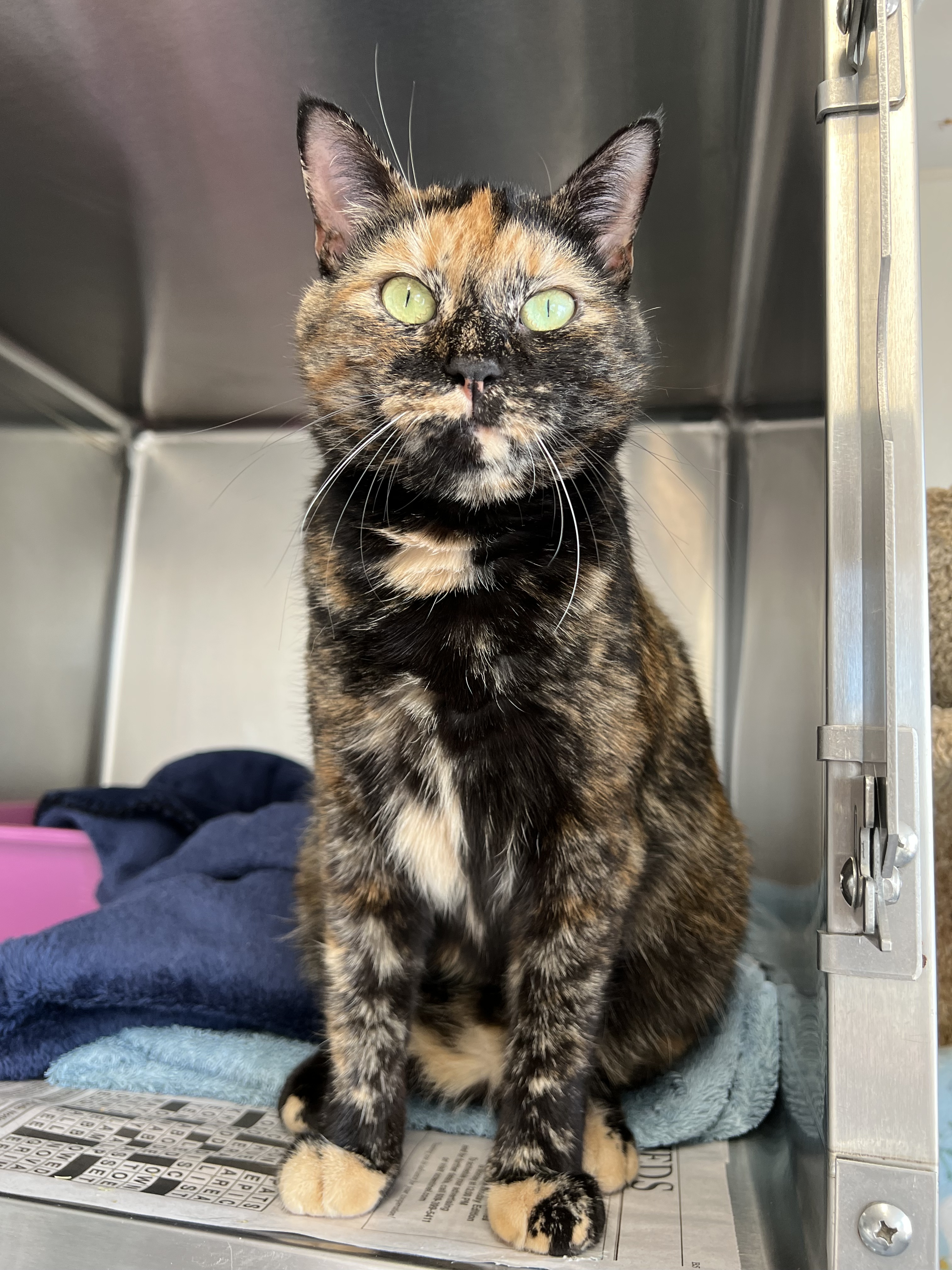 Sassy, a Adoptable Domestic Short Hair in Ocean City, NJ image 1/6