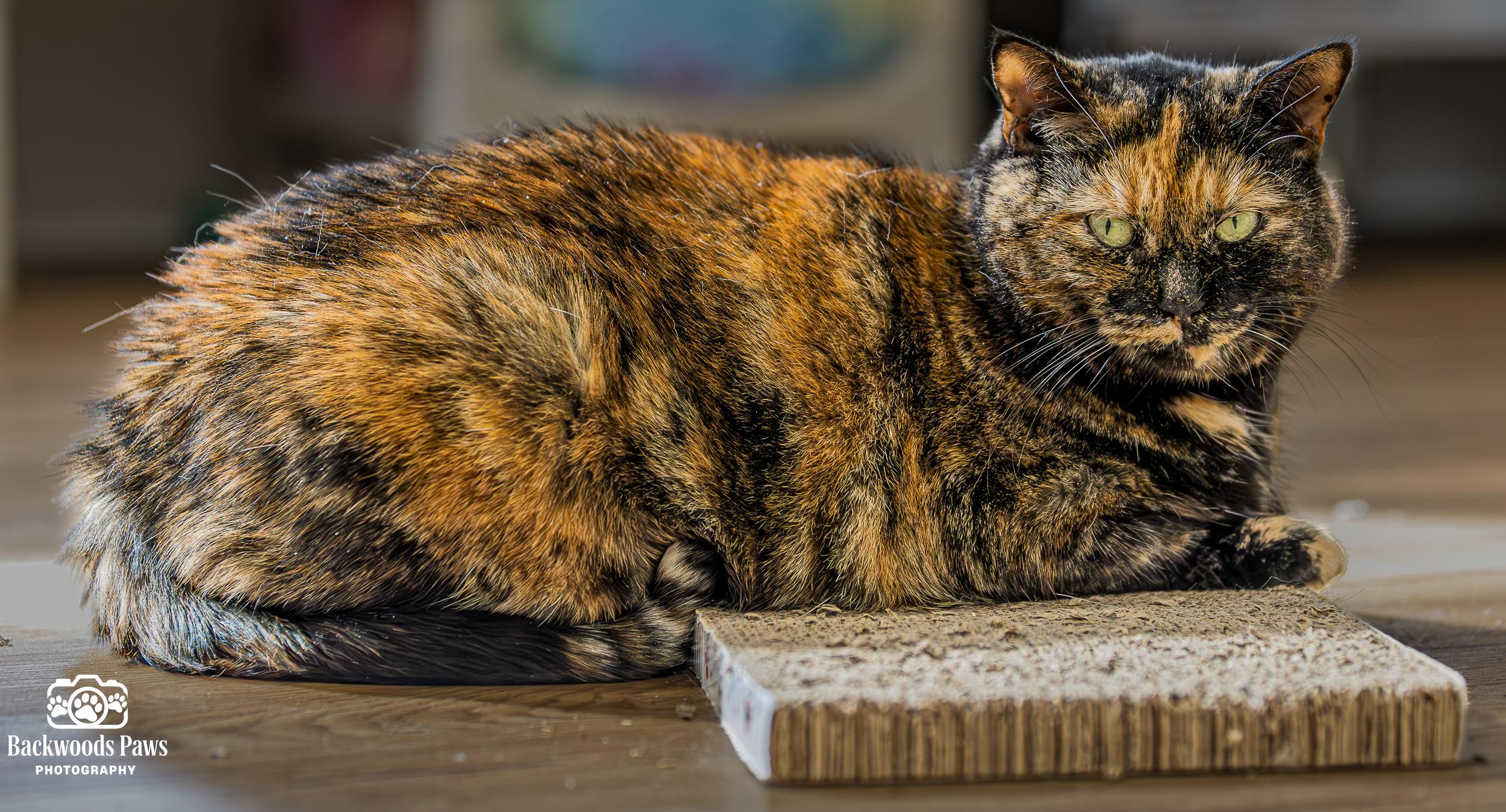 Enlarge Sassy, a Adoptable Domestic Short Hair in Ocean City, NJ image 2/4