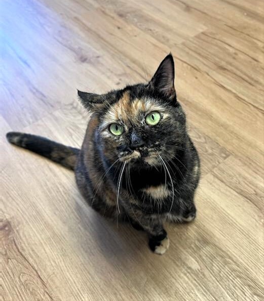 Sassy, a Adoptable Domestic Short Hair in Ocean City, NJ image 2/6