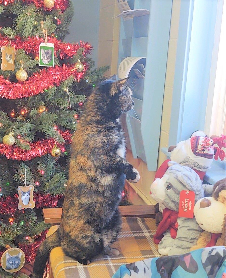 Sassy, a Adoptable Domestic Short Hair in Ocean City, NJ image 3/6