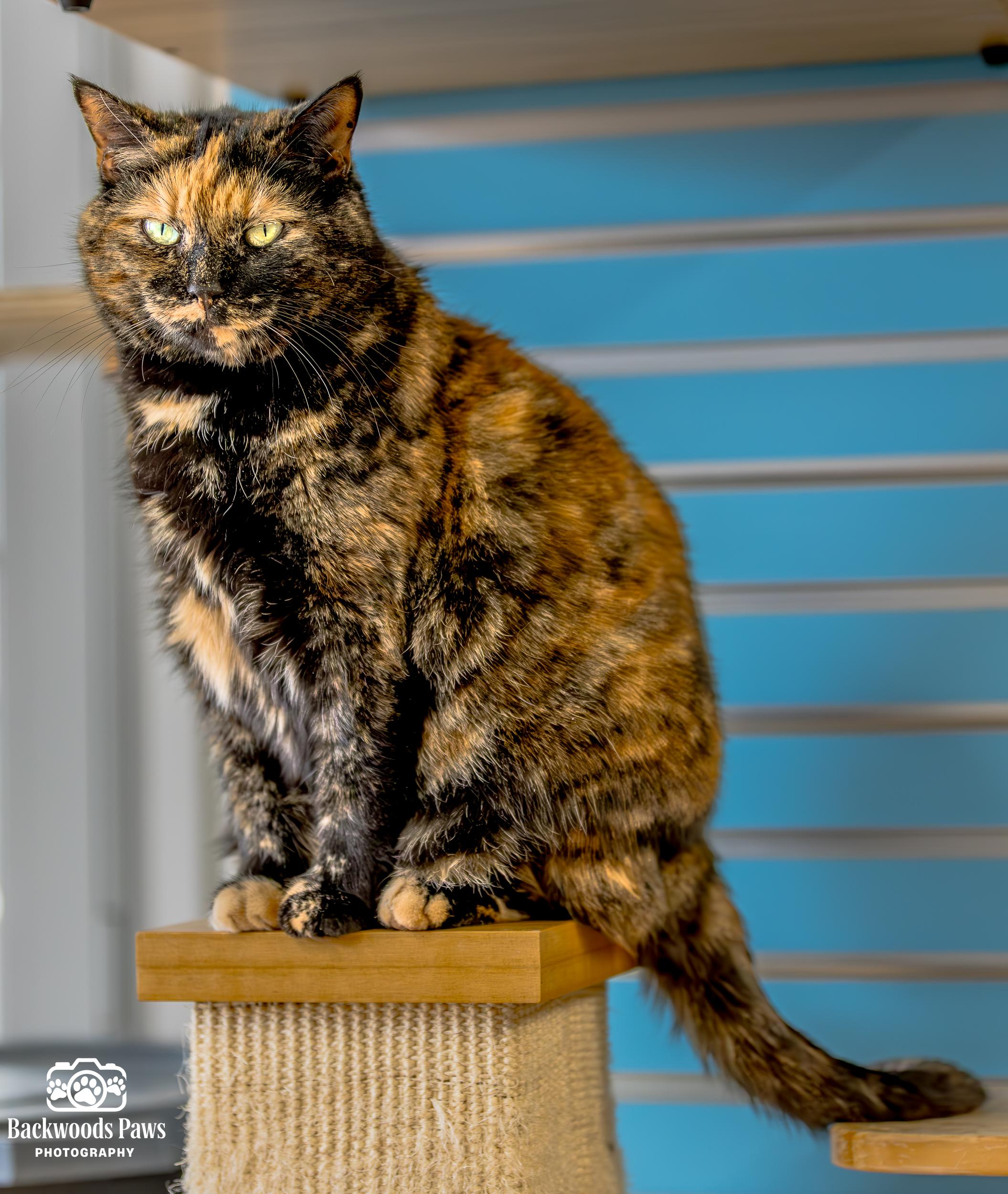 Sassy, Adoptable, Adult Female Domestic Short Hair.