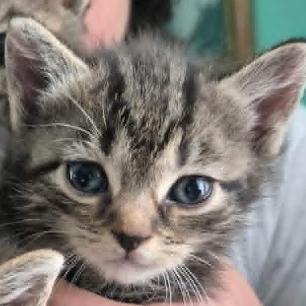 Harry, Adoptable, Kitten Male Domestic Short Hair.