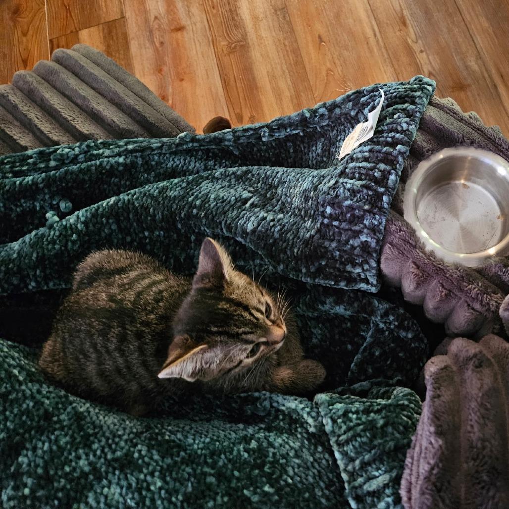 Enlarge Harry, a Adoptable Domestic Short Hair in Charlottesville, VA image 4/4