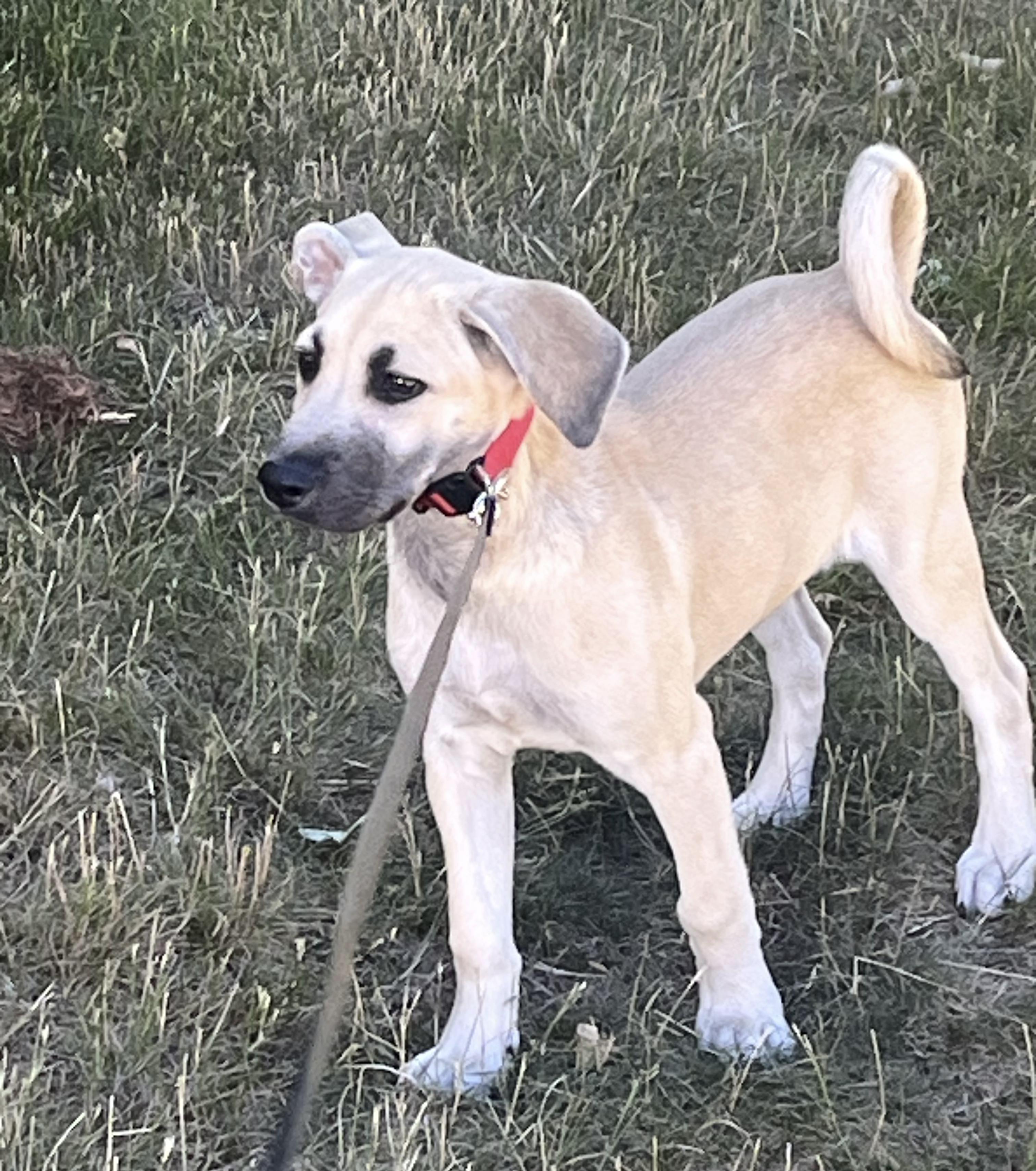 Enlarge Trixie, a Adoptable mixed breed in Warwick, RI image 2/5