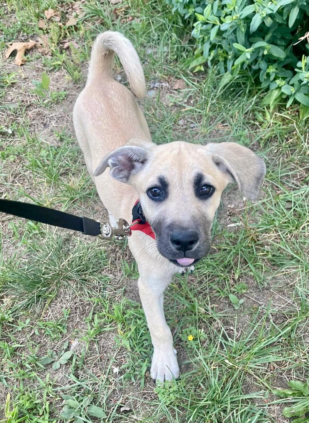Trixie, Adoptable, Puppy Female Shepherd.