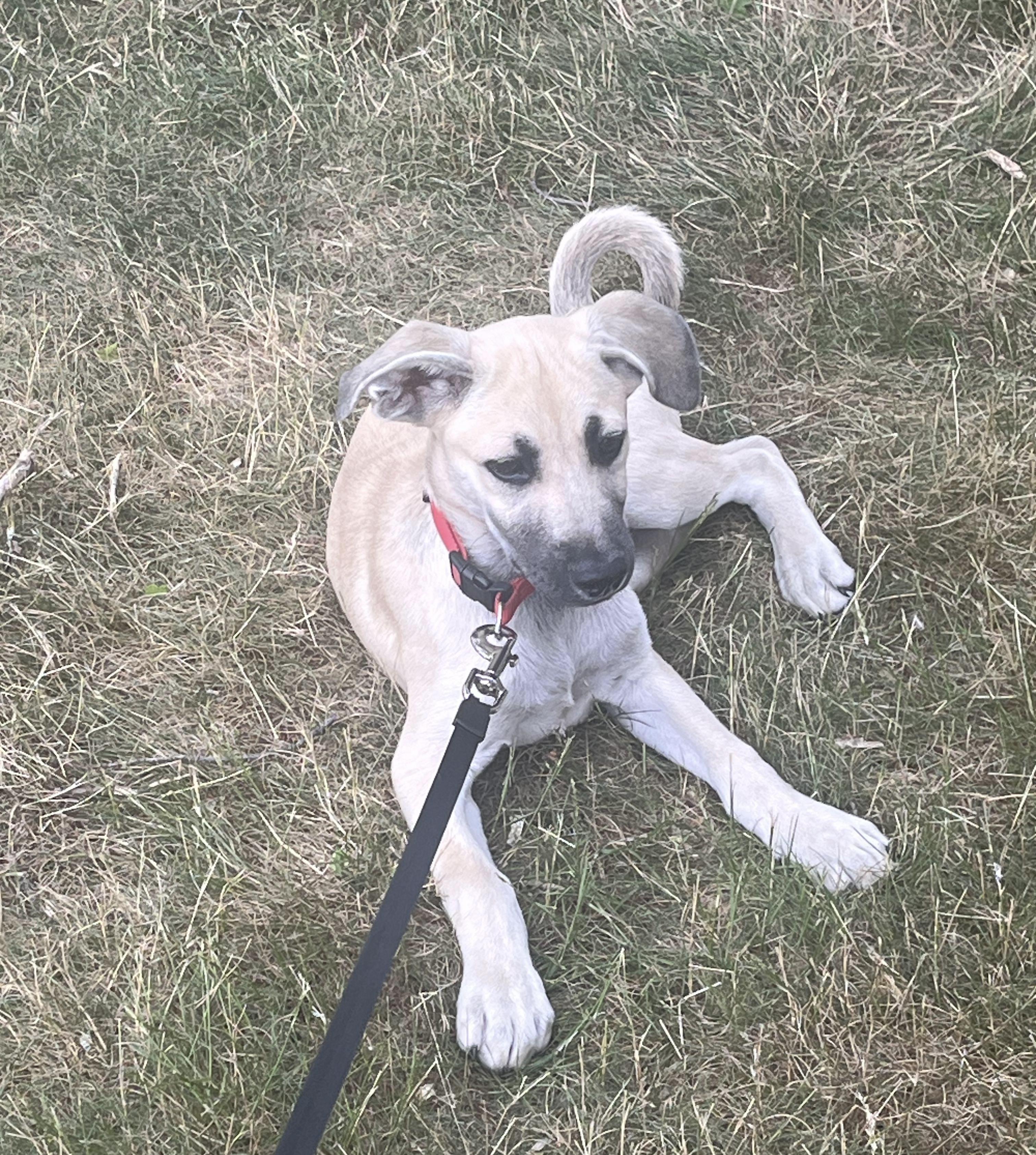 Enlarge Trixie, a Adoptable mixed breed in Warwick, RI image 3/5