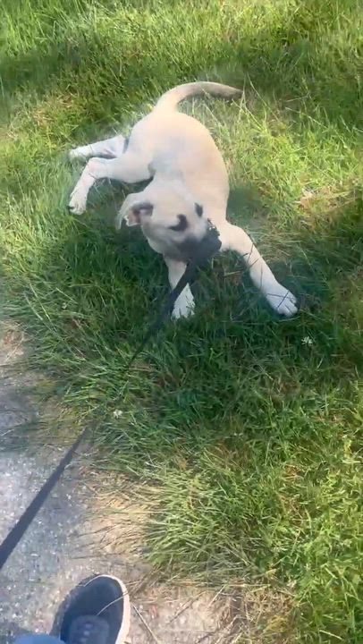 Enlarge Trixie, a Adoptable mixed breed in Warwick, RI video 5/5