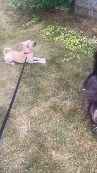 Enlarge Trixie, a Adoptable mixed breed in Warwick, RI video 4/5