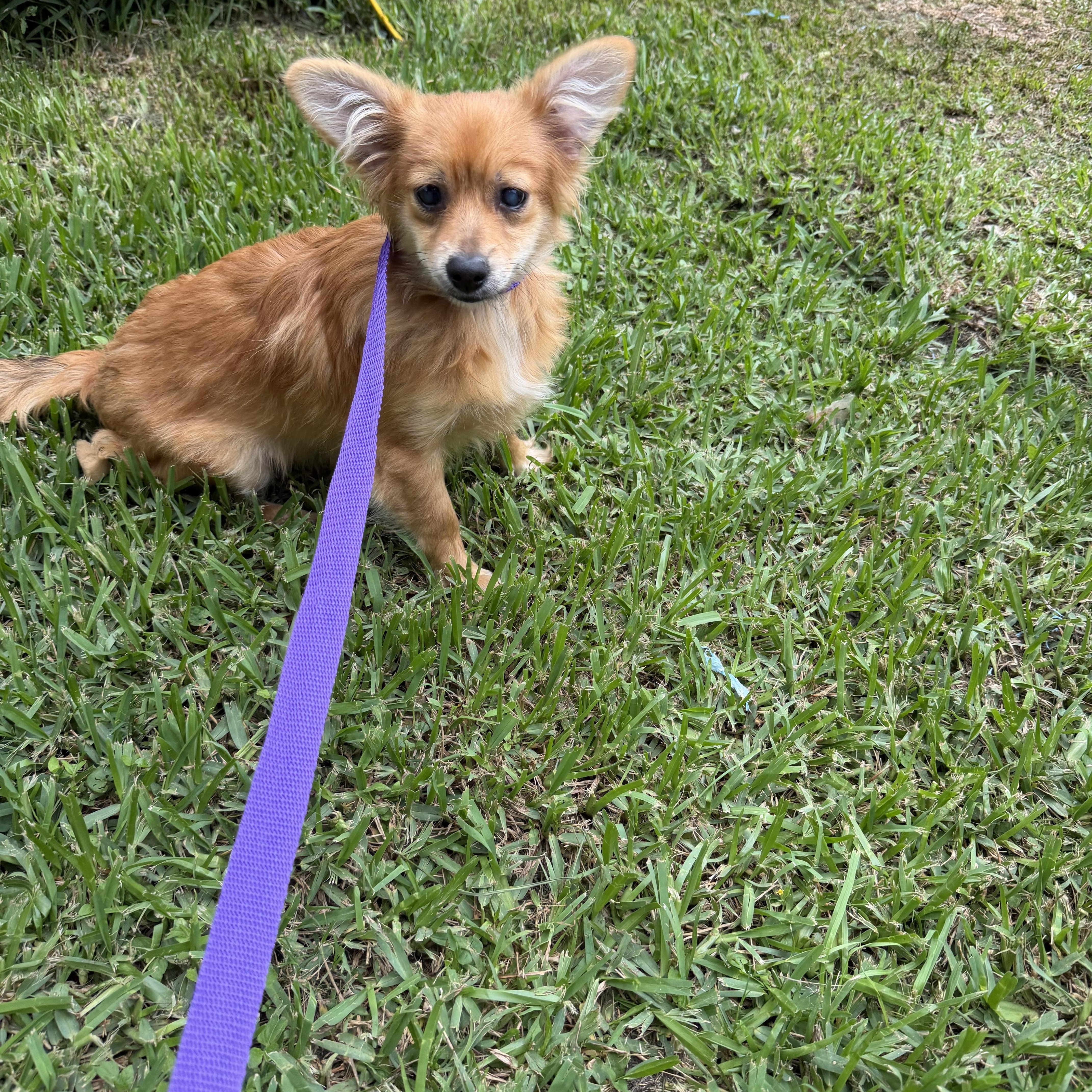 paddington, adopted, Young Male Pomeranian.