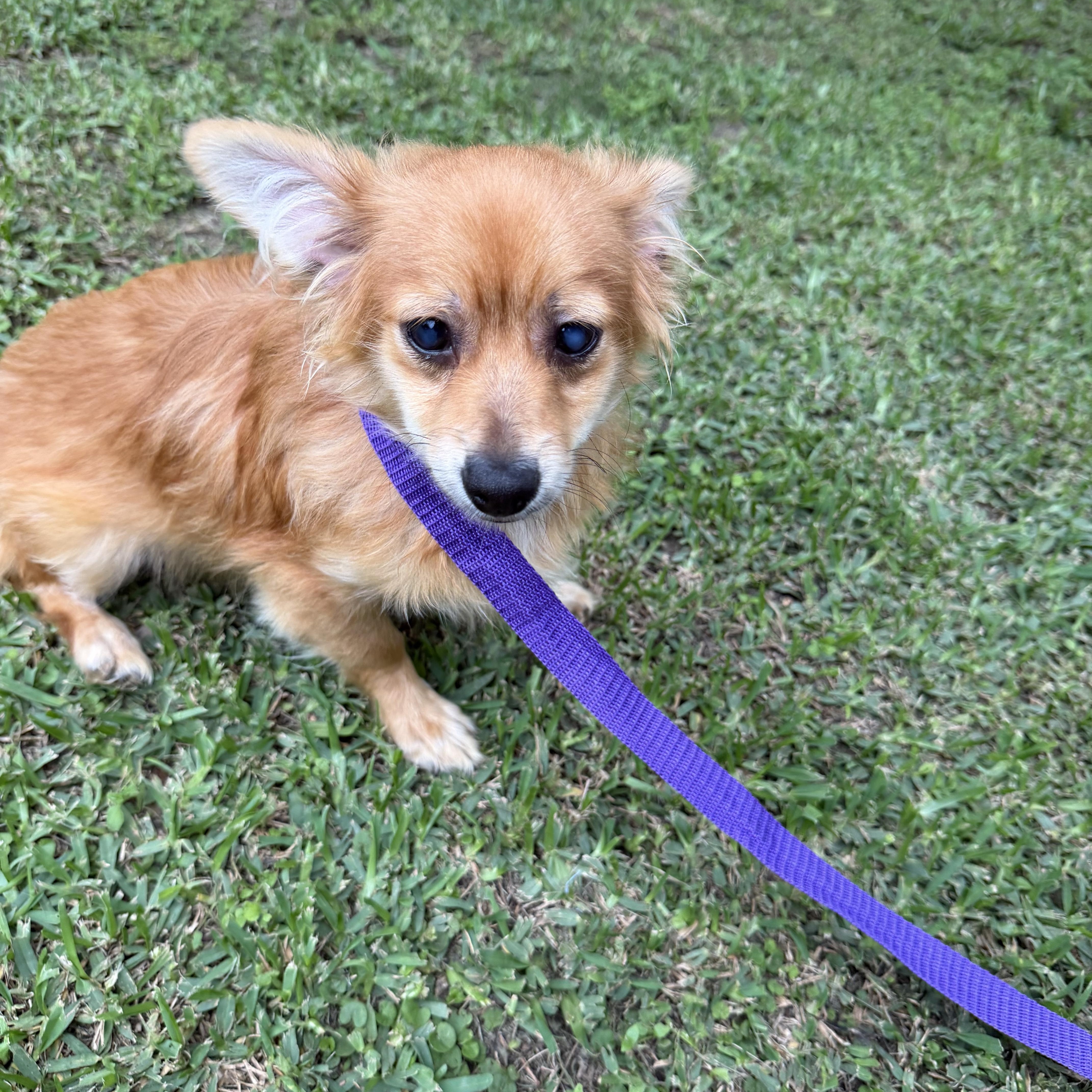paddington, an adopted mixed breed in Warwick, RI image 2/2