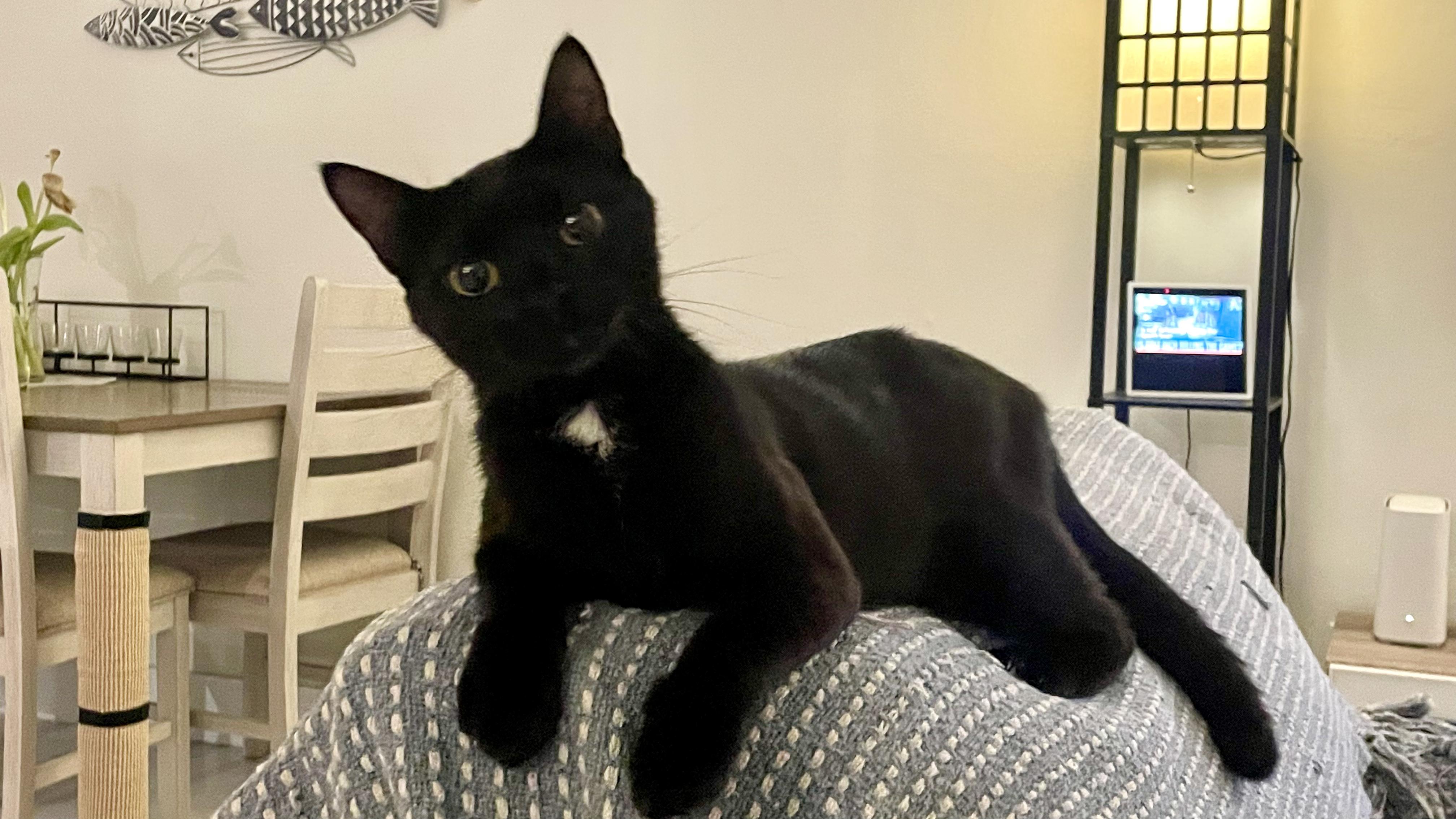 Enlarge Kika, a Adoptable Domestic Short Hair in Miami, FL image 5/6