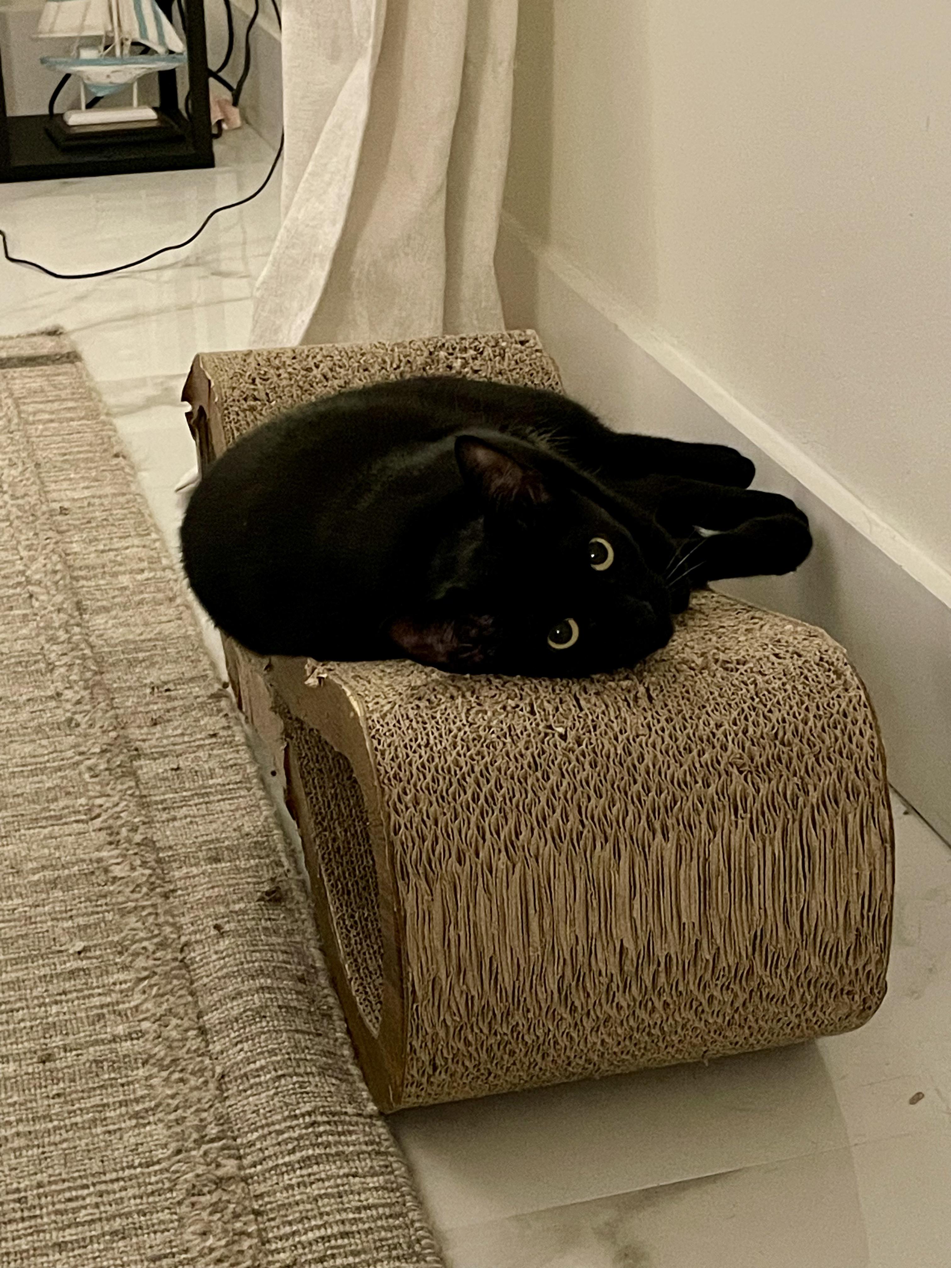 Enlarge Kika, a Adoptable Domestic Short Hair in Miami, FL image 6/6