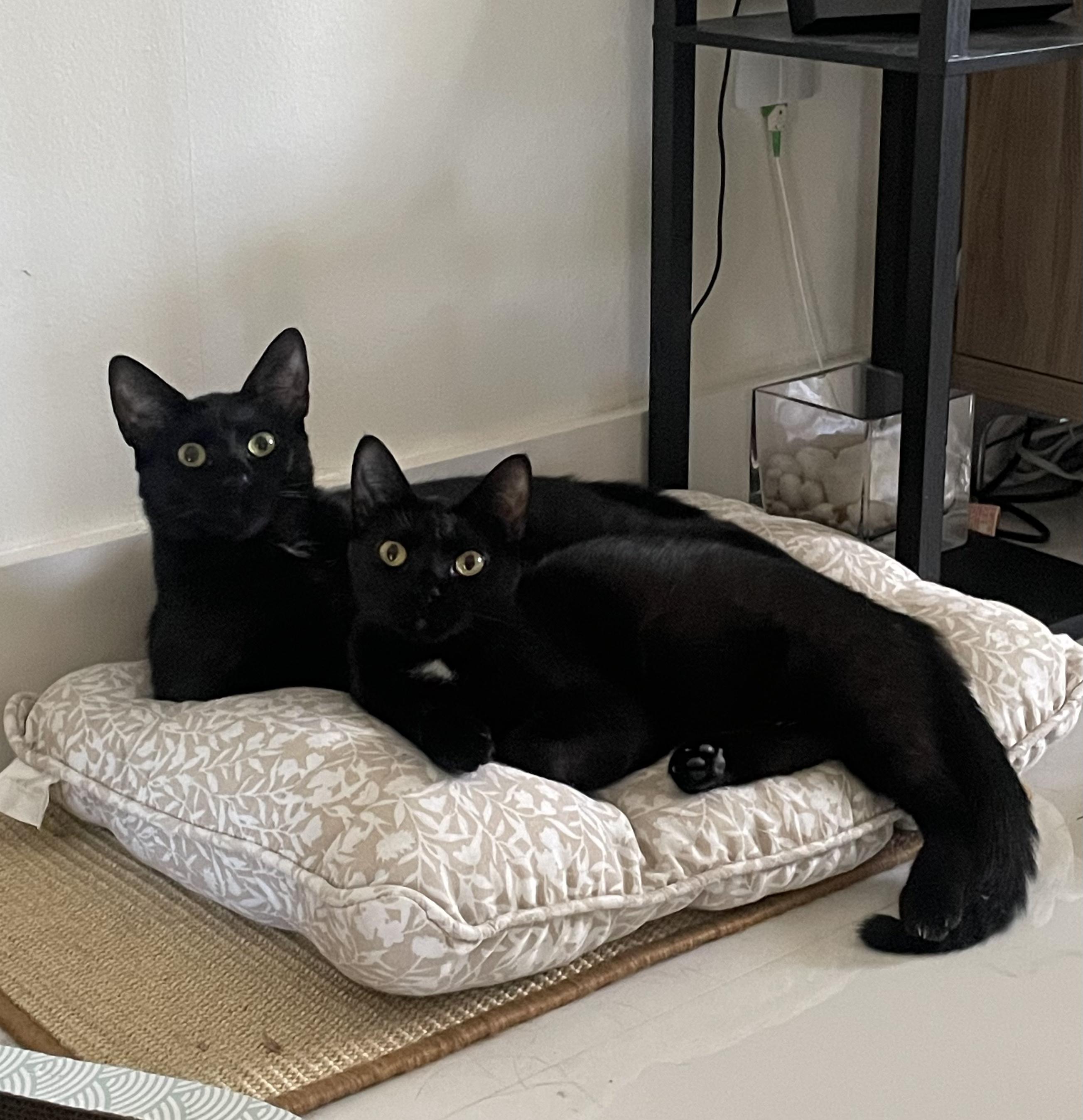 Enlarge Kika, a Adoptable Domestic Short Hair in Miami, FL image 1/6