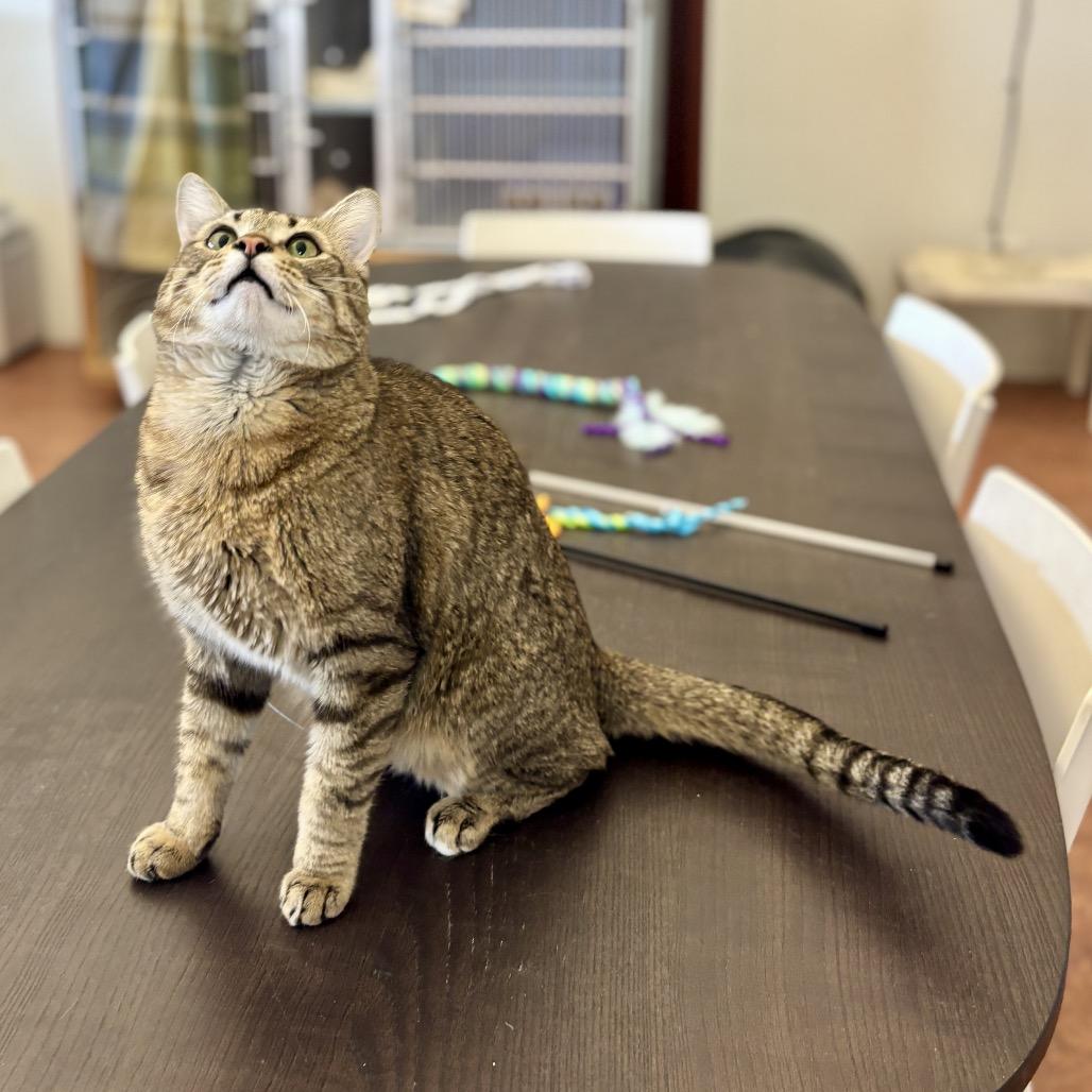 Enlarge Pharaoh, a Adoptable Domestic Short Hair in Glenwood Springs, CO image 1/6