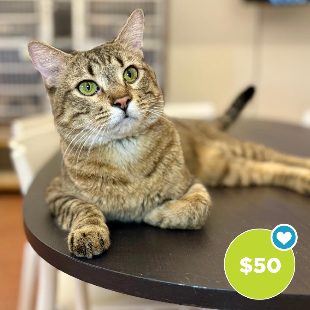 Enlarge Pharaoh, a Adoptable Domestic Short Hair in Glenwood Springs, CO image 2/6