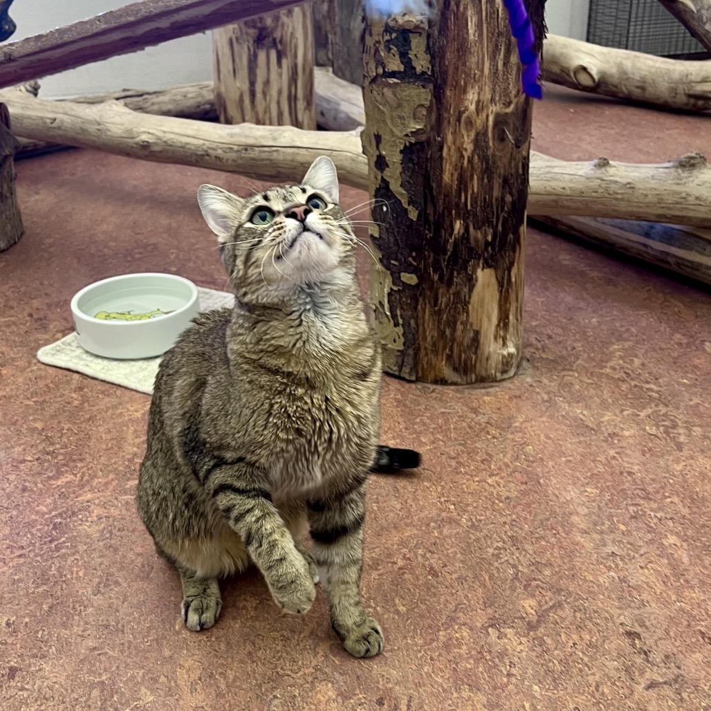 Enlarge Pharaoh, a Adoptable Domestic Short Hair in Glenwood Springs, CO image 4/6