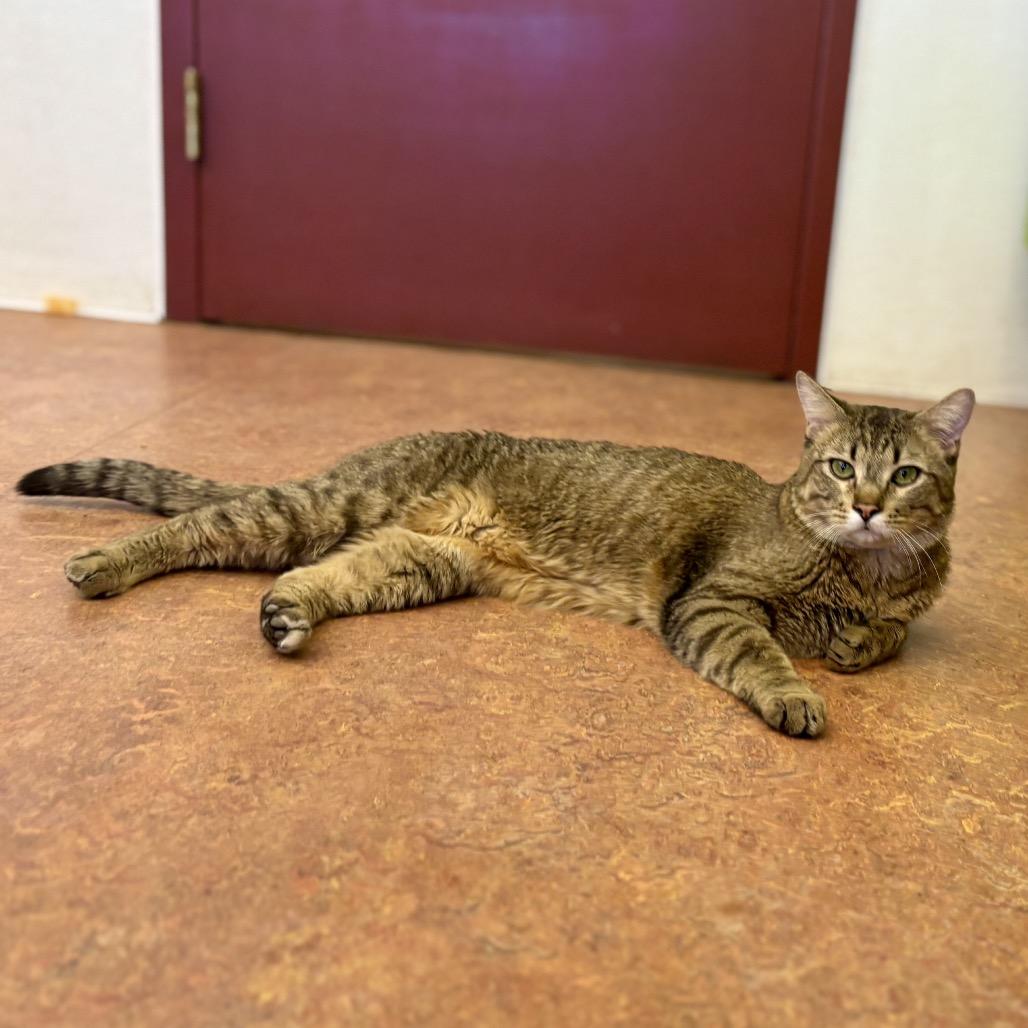 Enlarge Pharaoh, a Adoptable Domestic Short Hair in Glenwood Springs, CO image 5/6