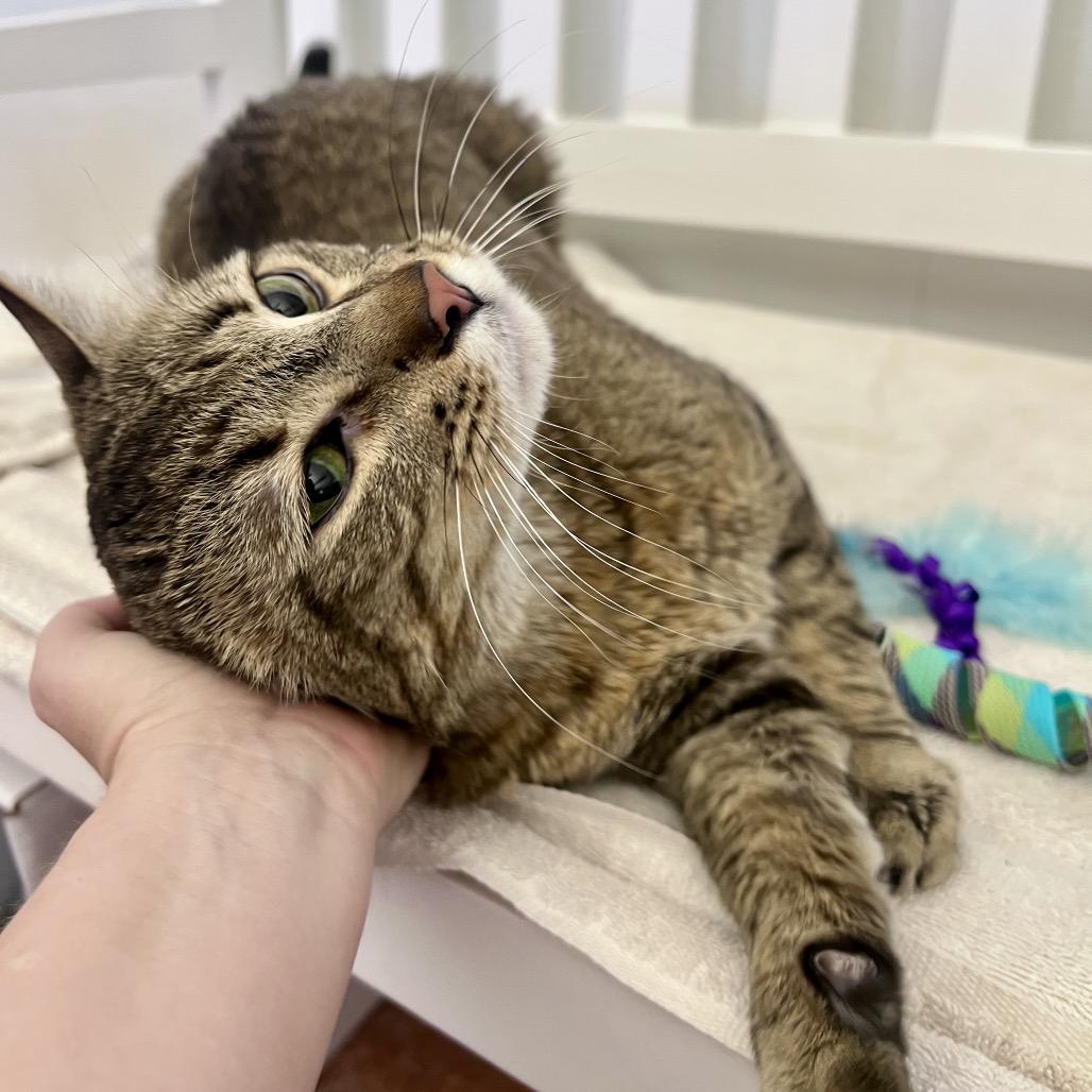 Enlarge Pharaoh, a Adoptable Domestic Short Hair in Glenwood Springs, CO image 6/6