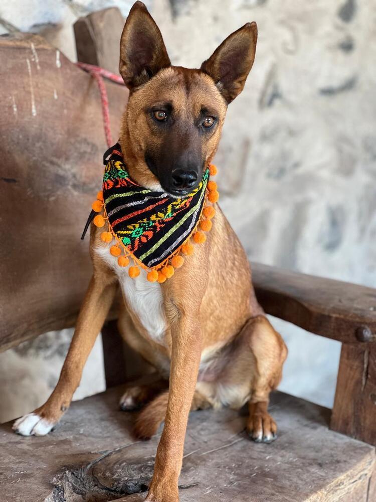 Enlarge River, a Adoptable mixed breed in Gig Harbor, WA image 1/2