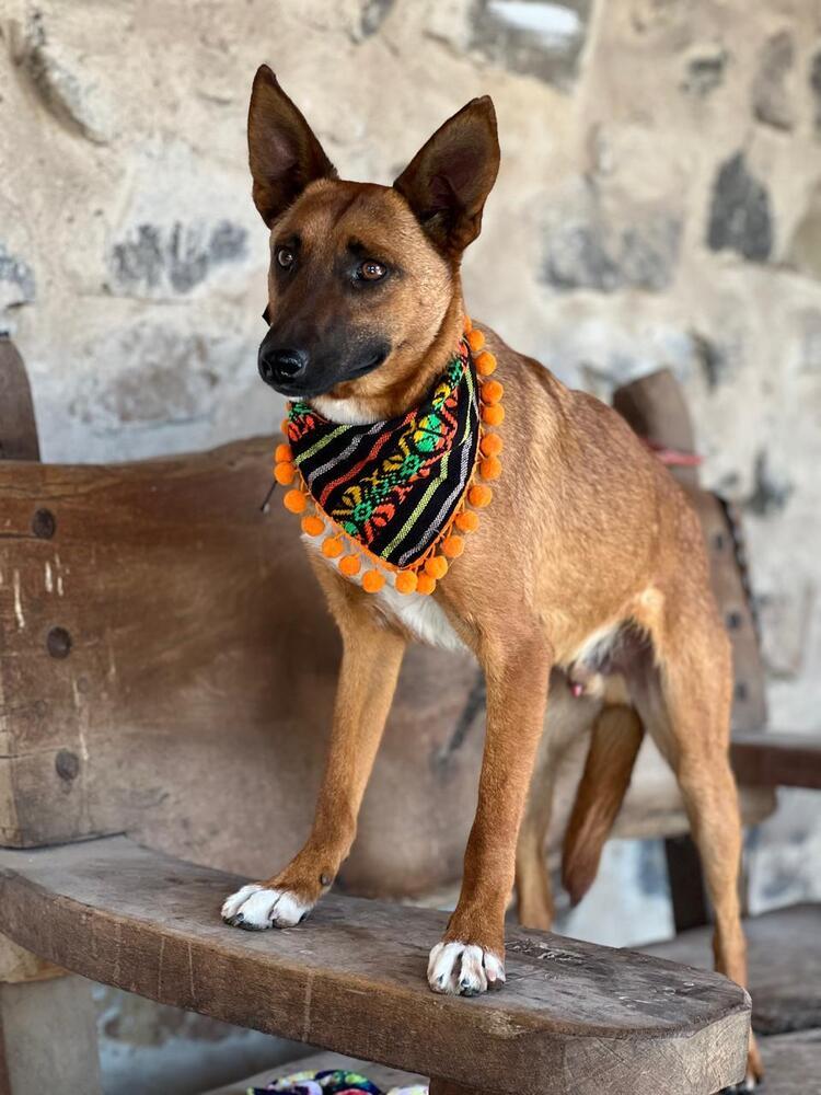 Enlarge River, a Adoptable mixed breed in Gig Harbor, WA image 2/2