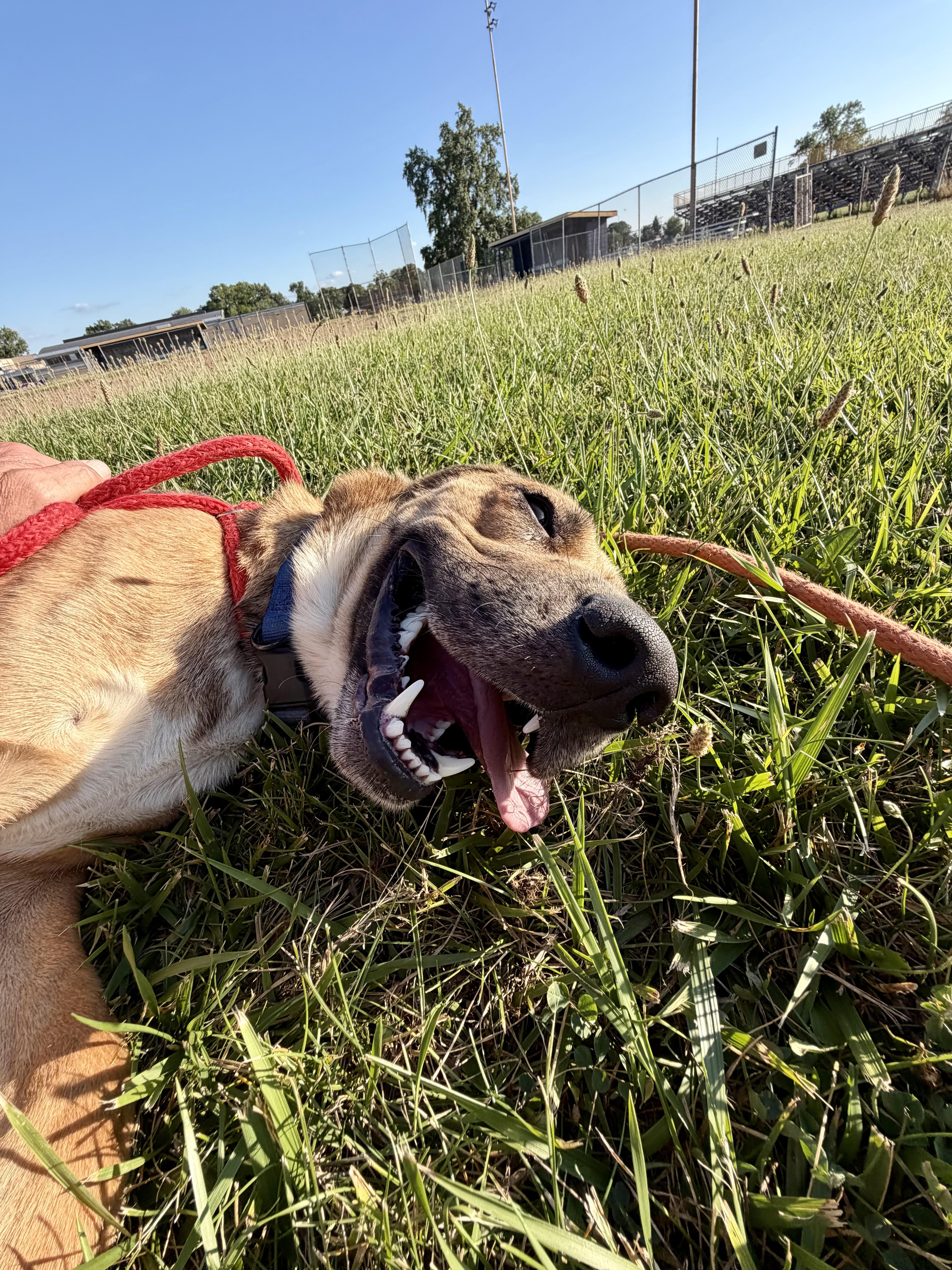 Enlarge Oliver, an adopted mixed breed in Madison Heights, MI image 6/6