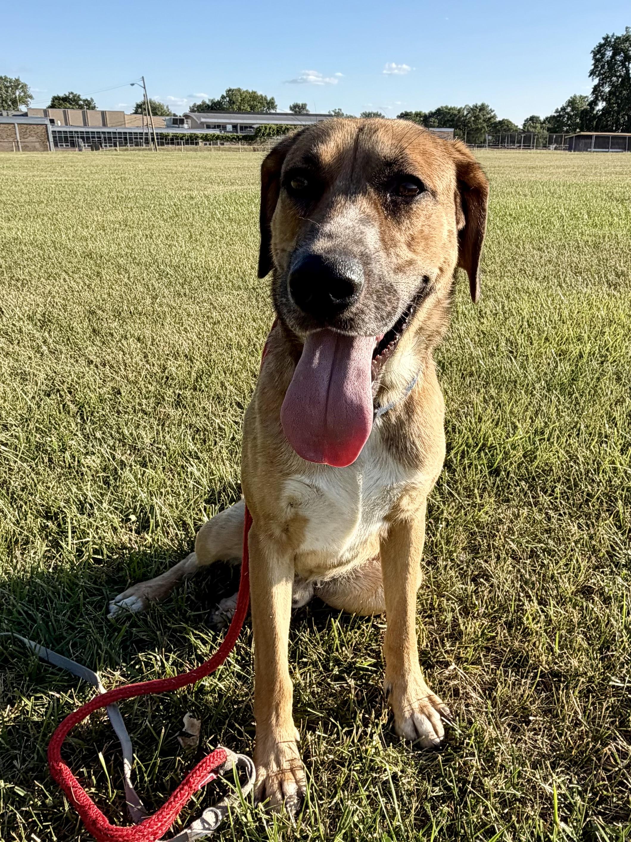 Enlarge Oliver, an adopted mixed breed in Madison Heights, MI image 3/6
