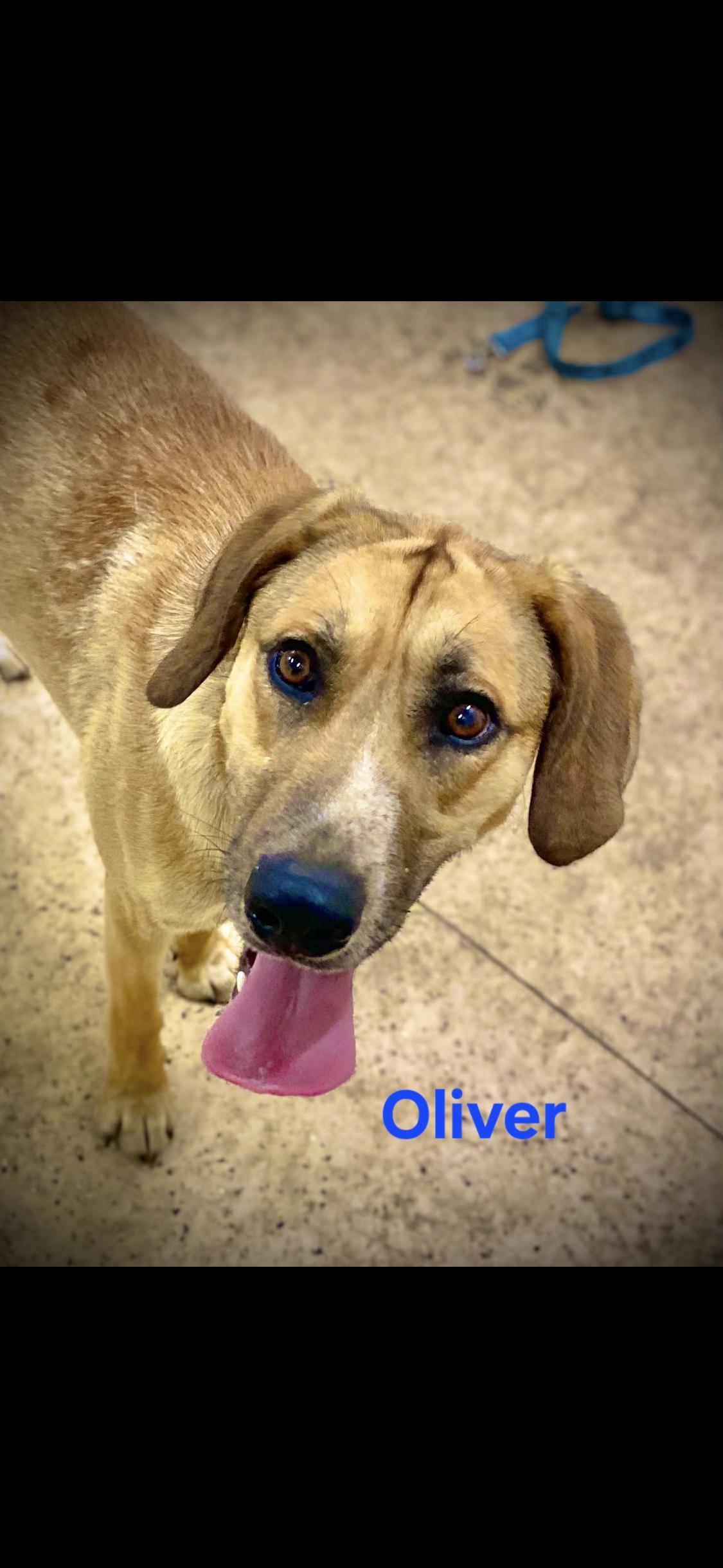 Oliver, adopted, Adult Male Labrador Retriever & Great Dane.