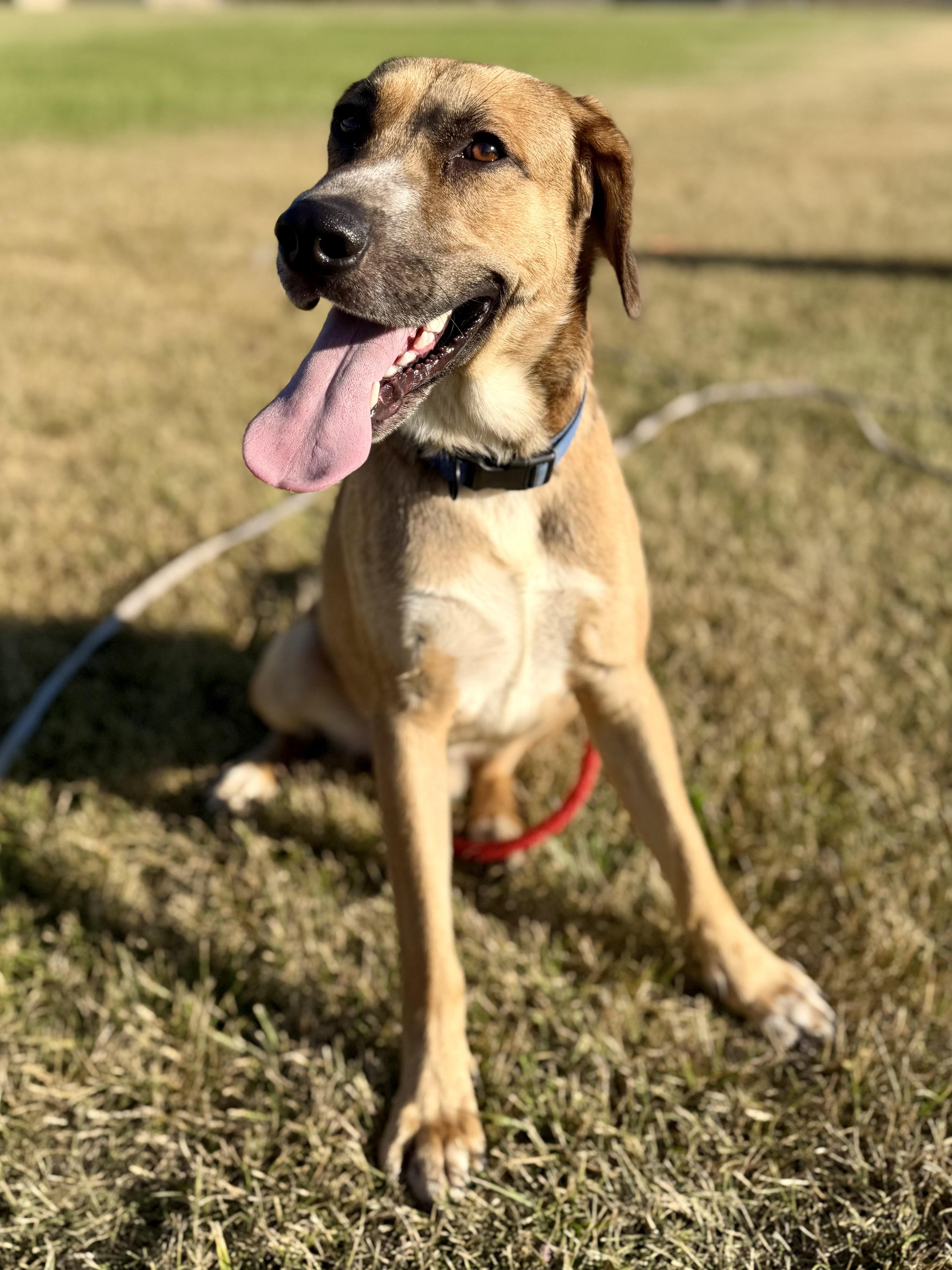 Enlarge Oliver, an adopted mixed breed in Madison Heights, MI image 4/6