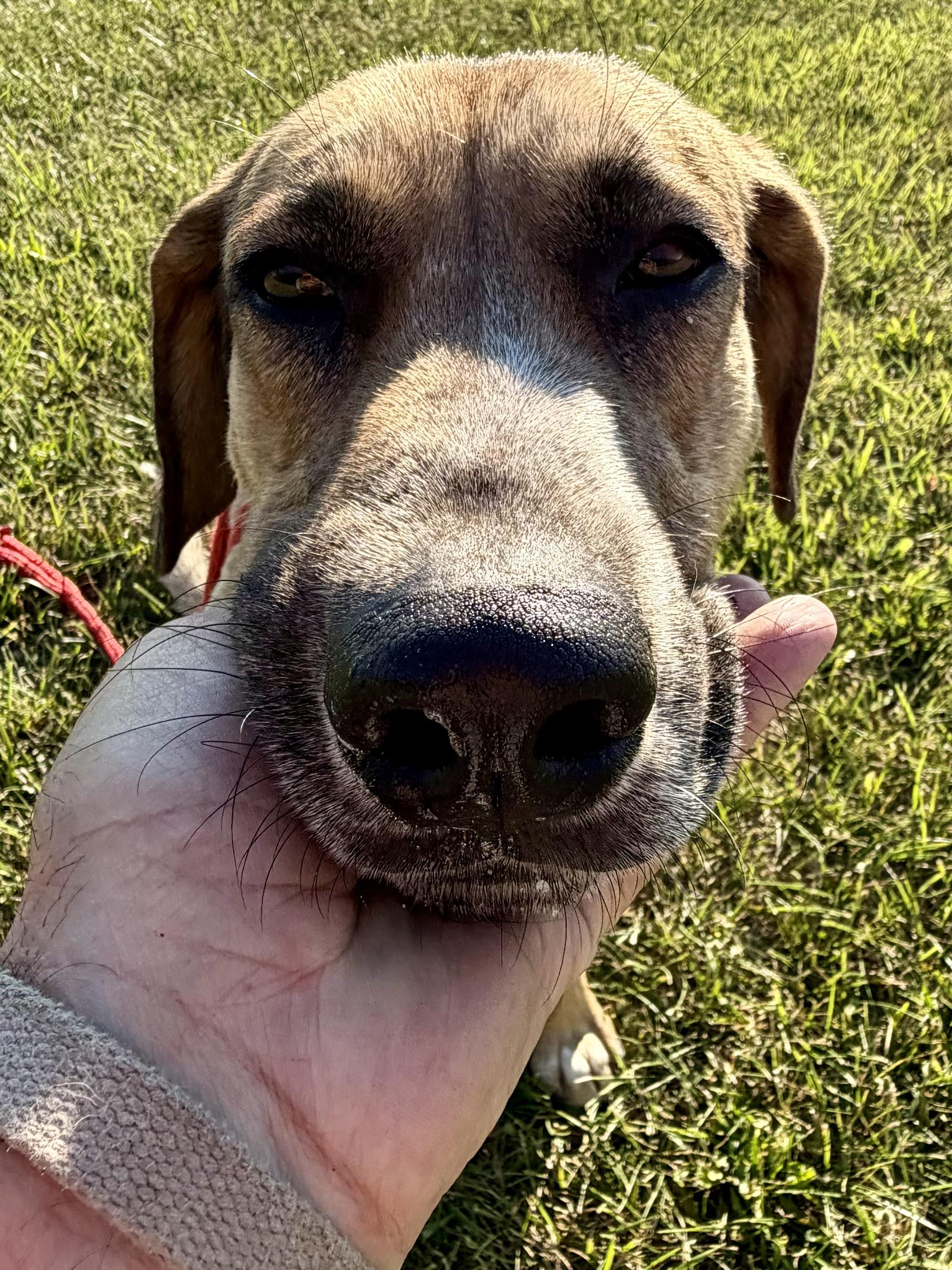 Enlarge Oliver, an adopted mixed breed in Madison Heights, MI image 5/6