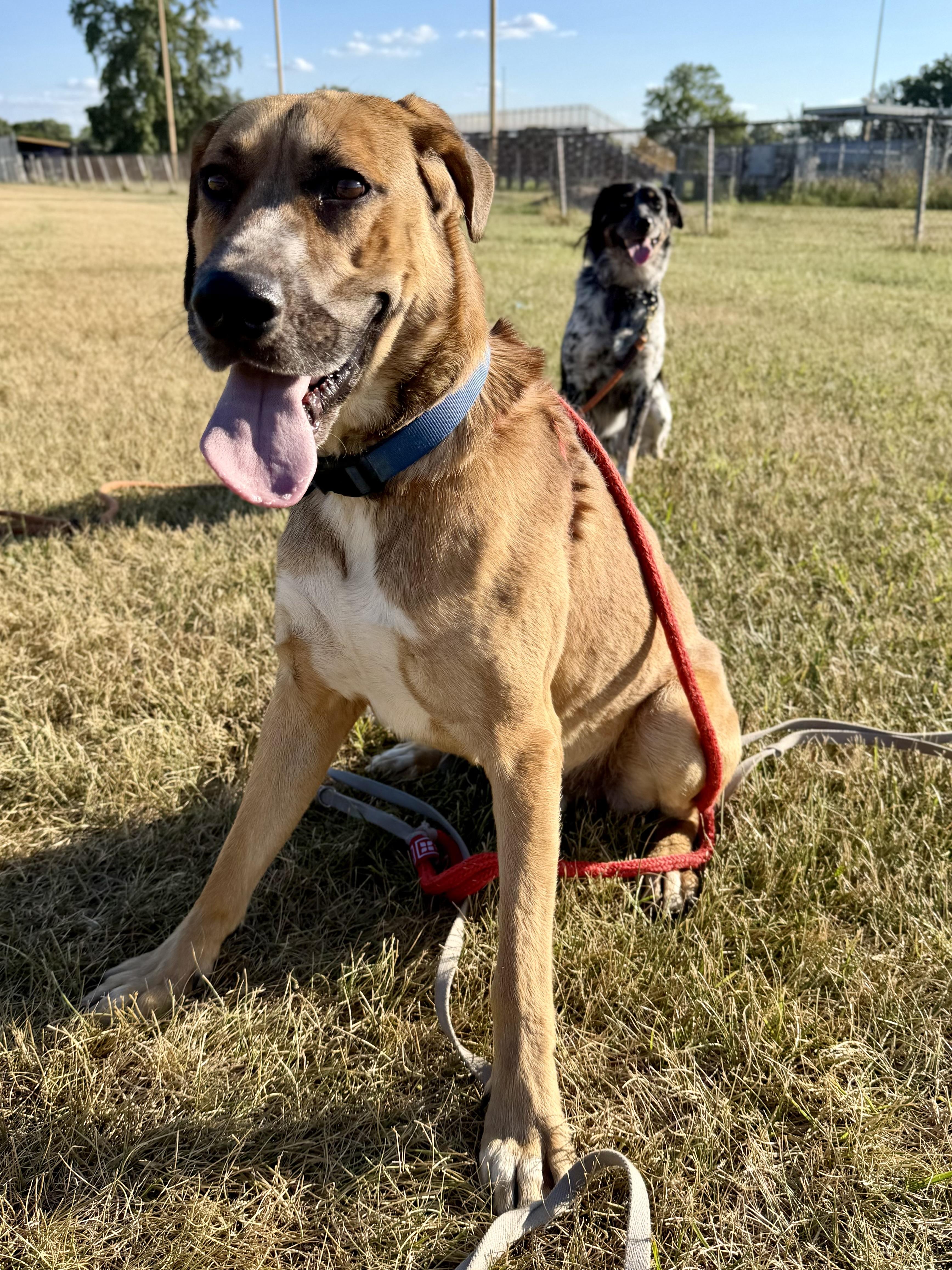 Enlarge Oliver, an adopted mixed breed in Madison Heights, MI image 2/6