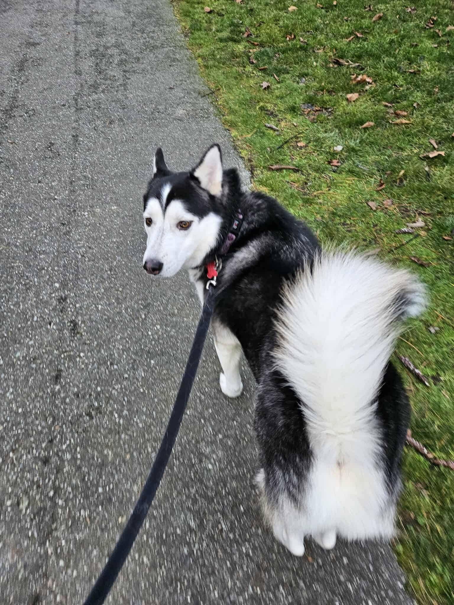 Enlarge Jack, a Adoptable Siberian Husky in Langley, BC image 3/4
