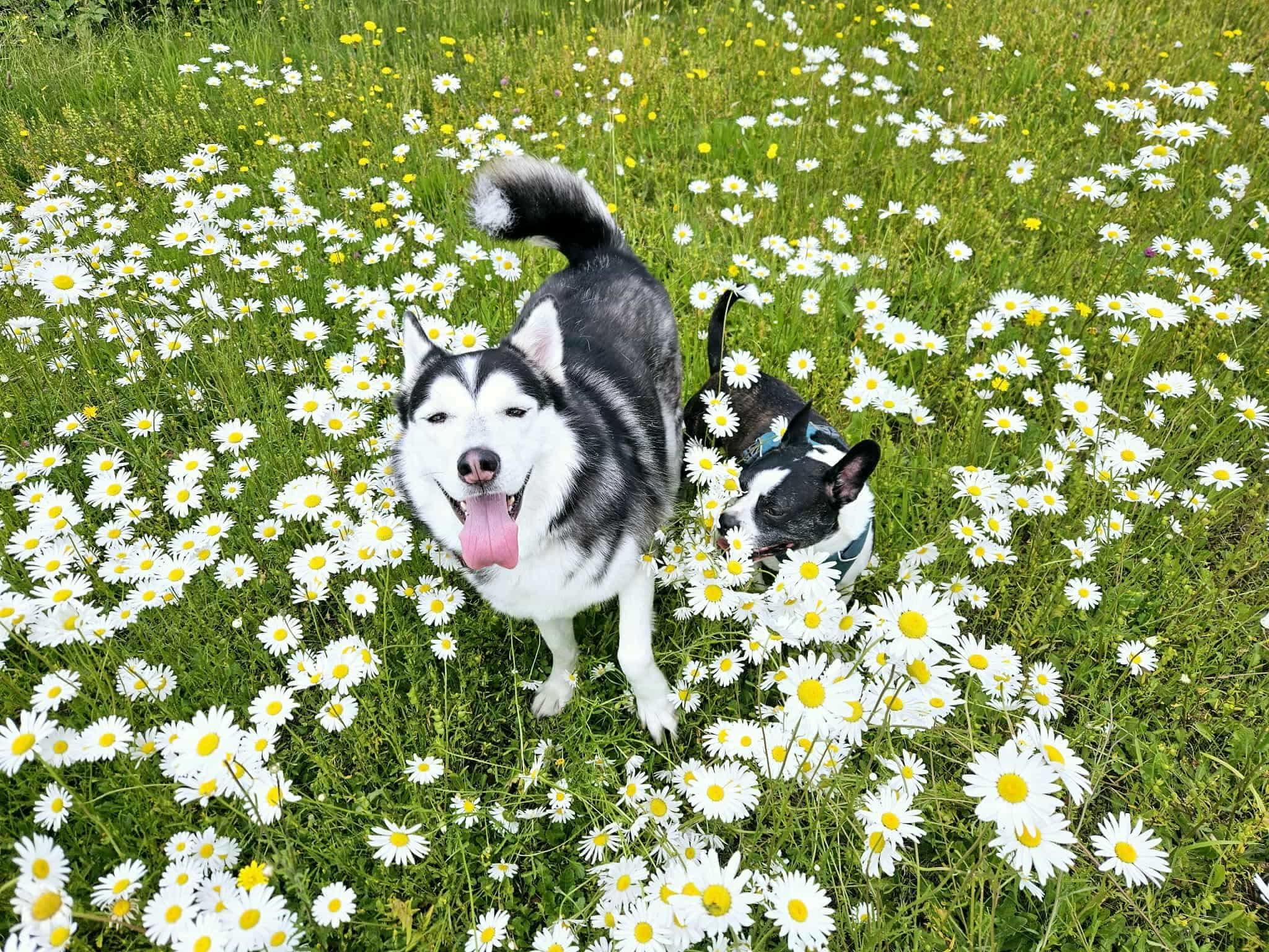 Enlarge Jack, a Adoptable Siberian Husky in Langley, BC image 4/4