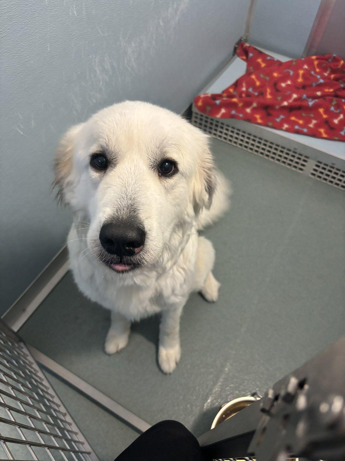 Enlarge Daisy , a ADOPTABLE Great Pyrenees in Powhatan, VA image 1/1