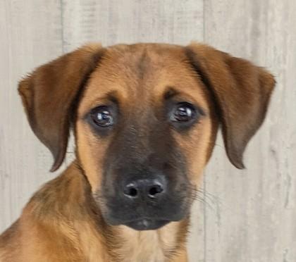 Enlarge Ridley, a Adoptable mixed breed in Shreveport, LA image 1/2