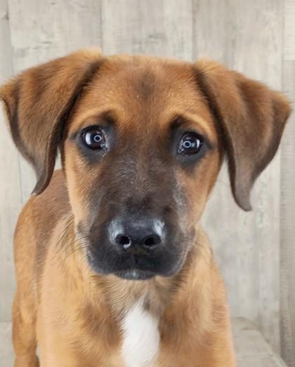 Enlarge Ridley, a Adoptable mixed breed in Shreveport, LA image 1/2