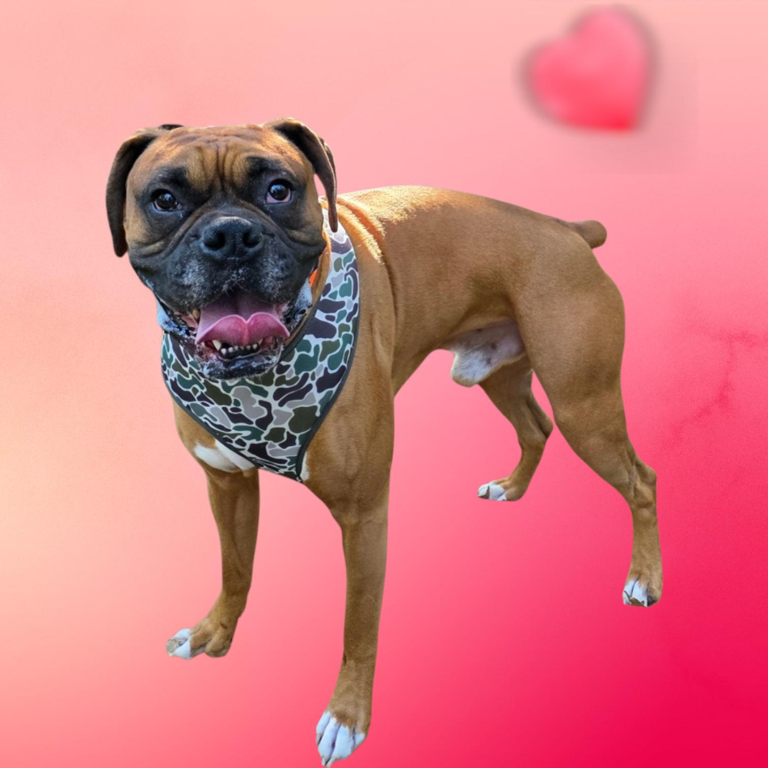 Enlarge Denver - PENDING, an adopted Boxer in Dallas, GA image 1/3