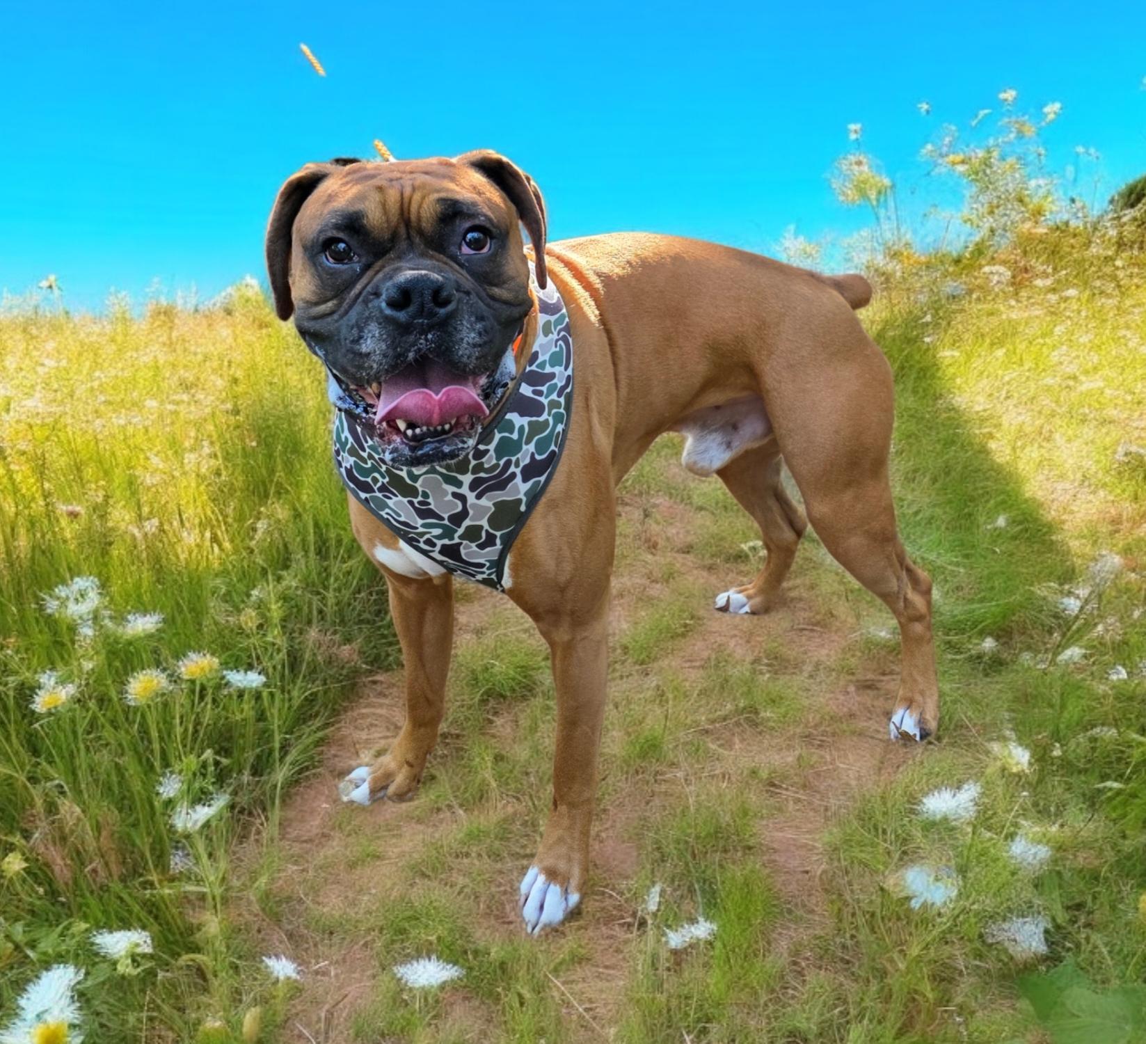 Denver, Adoptable, Adult Male Boxer.