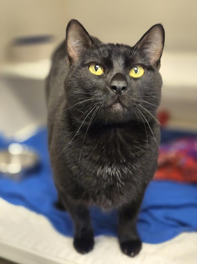 Enlarge Gibby, an adopted mixed breed in Bellingham, WA image 6/6